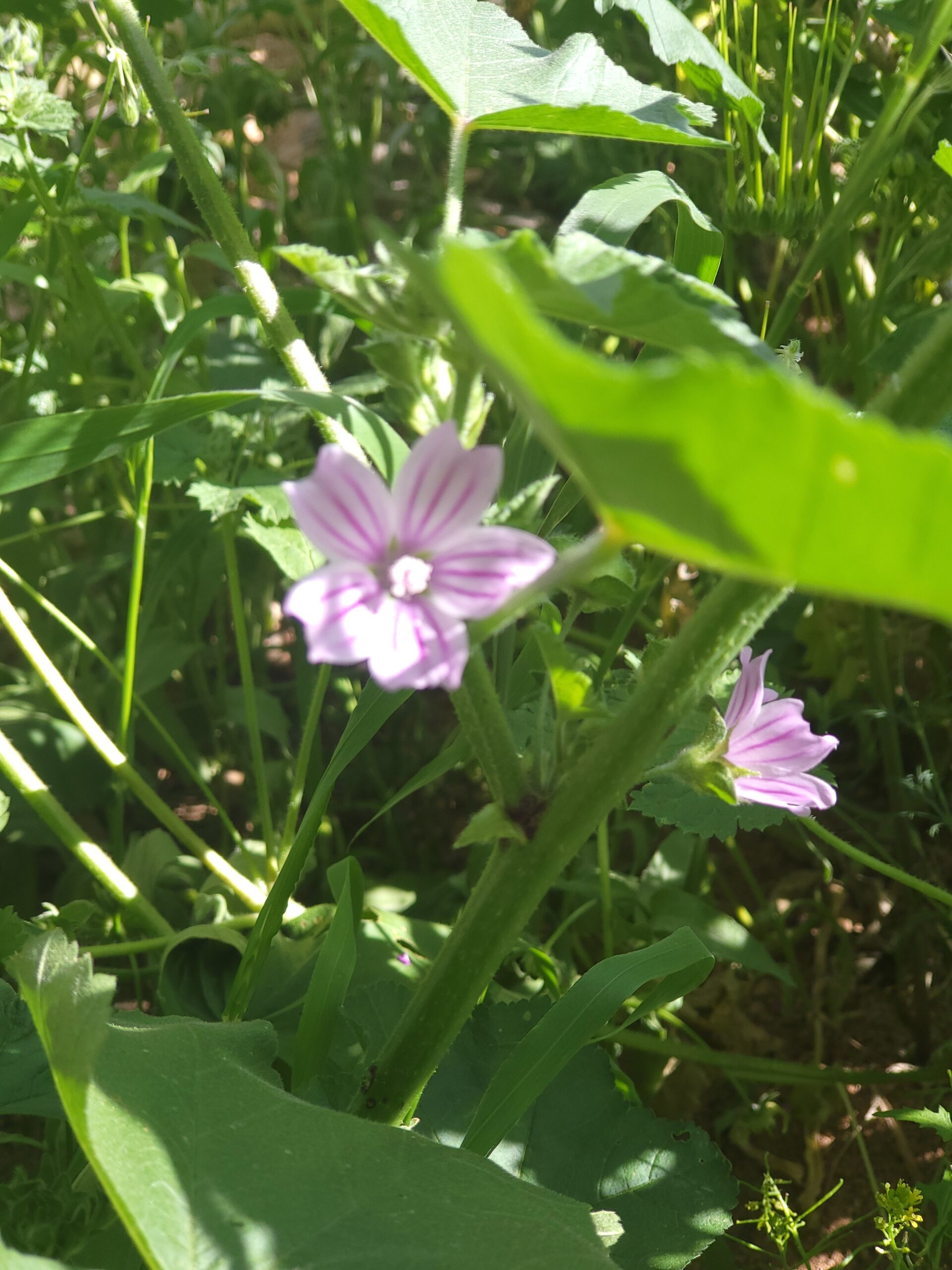 Kretische Strauchpappel – Bild 1