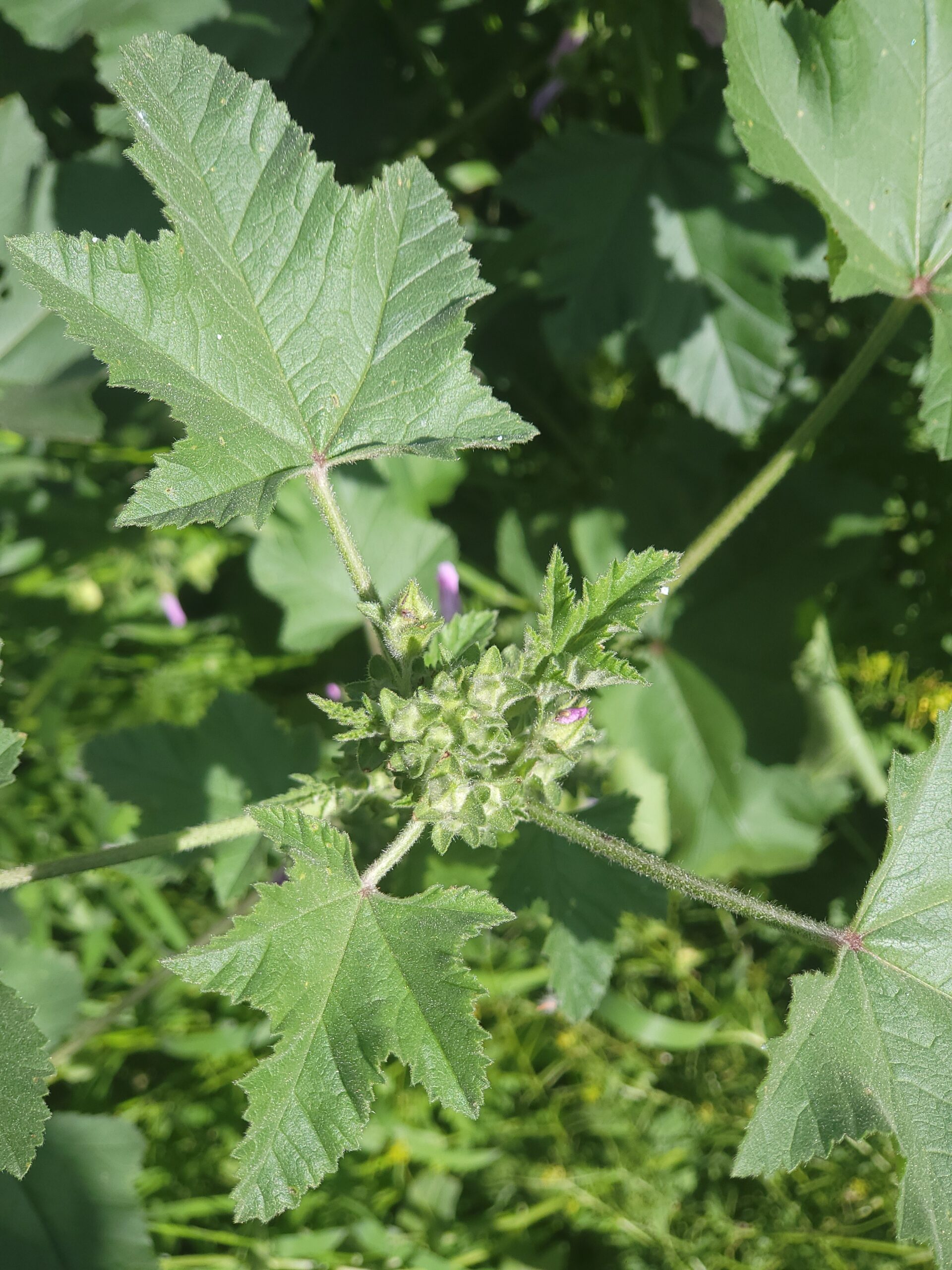 Kretische Strauchpappel – Bild 3