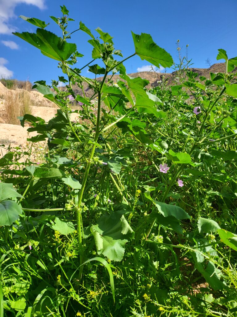 Pflanzen mit grünen Blättern und violetten Blüten in freier Natur
