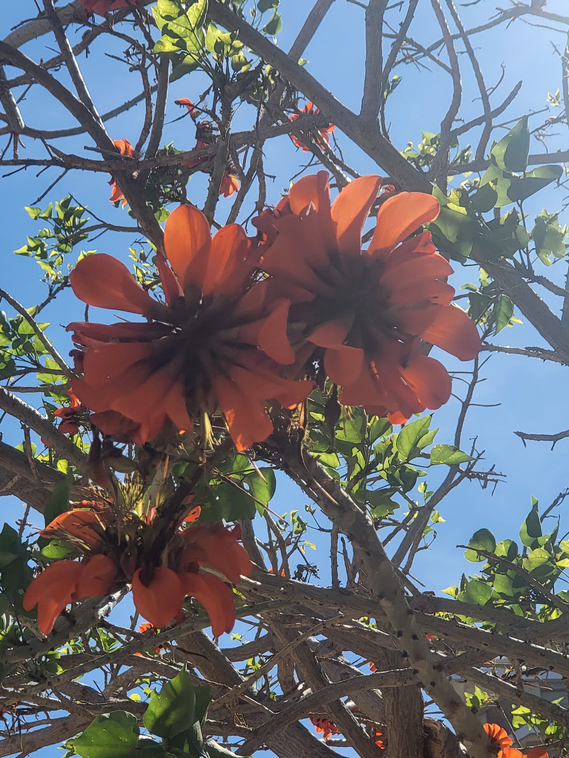Rote Blüten des Küsten-Korallenbaums vor blauem Himmel