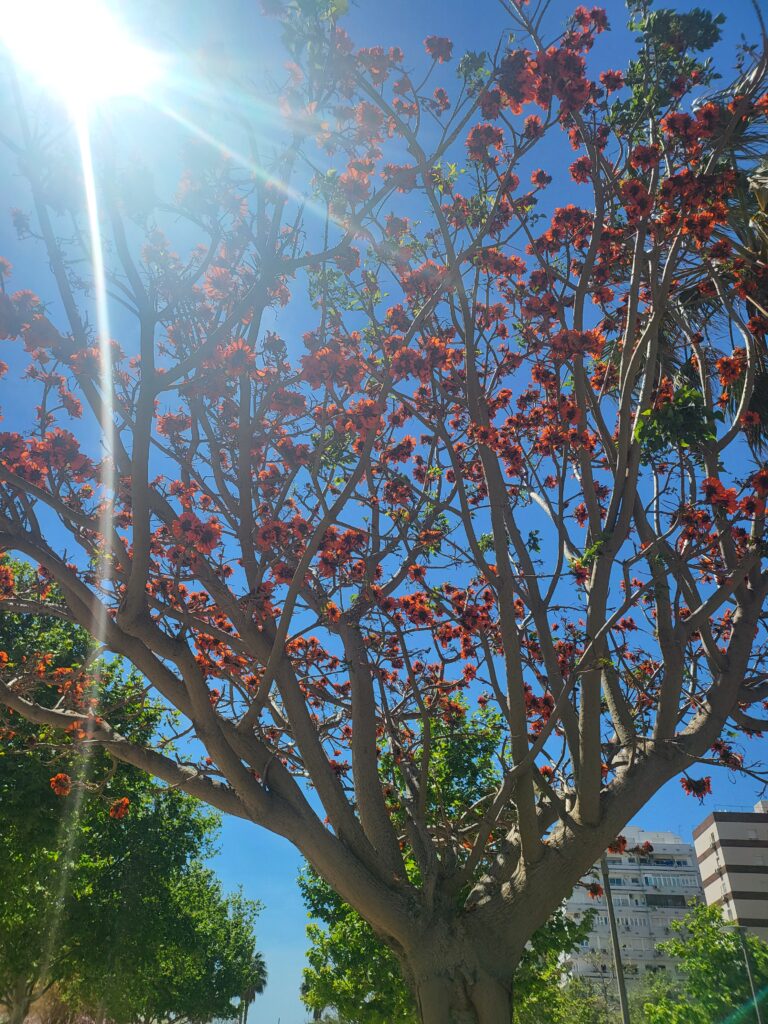Küsten Korallenbaum mit leuchtend roten Blüten unter blauem Himmel