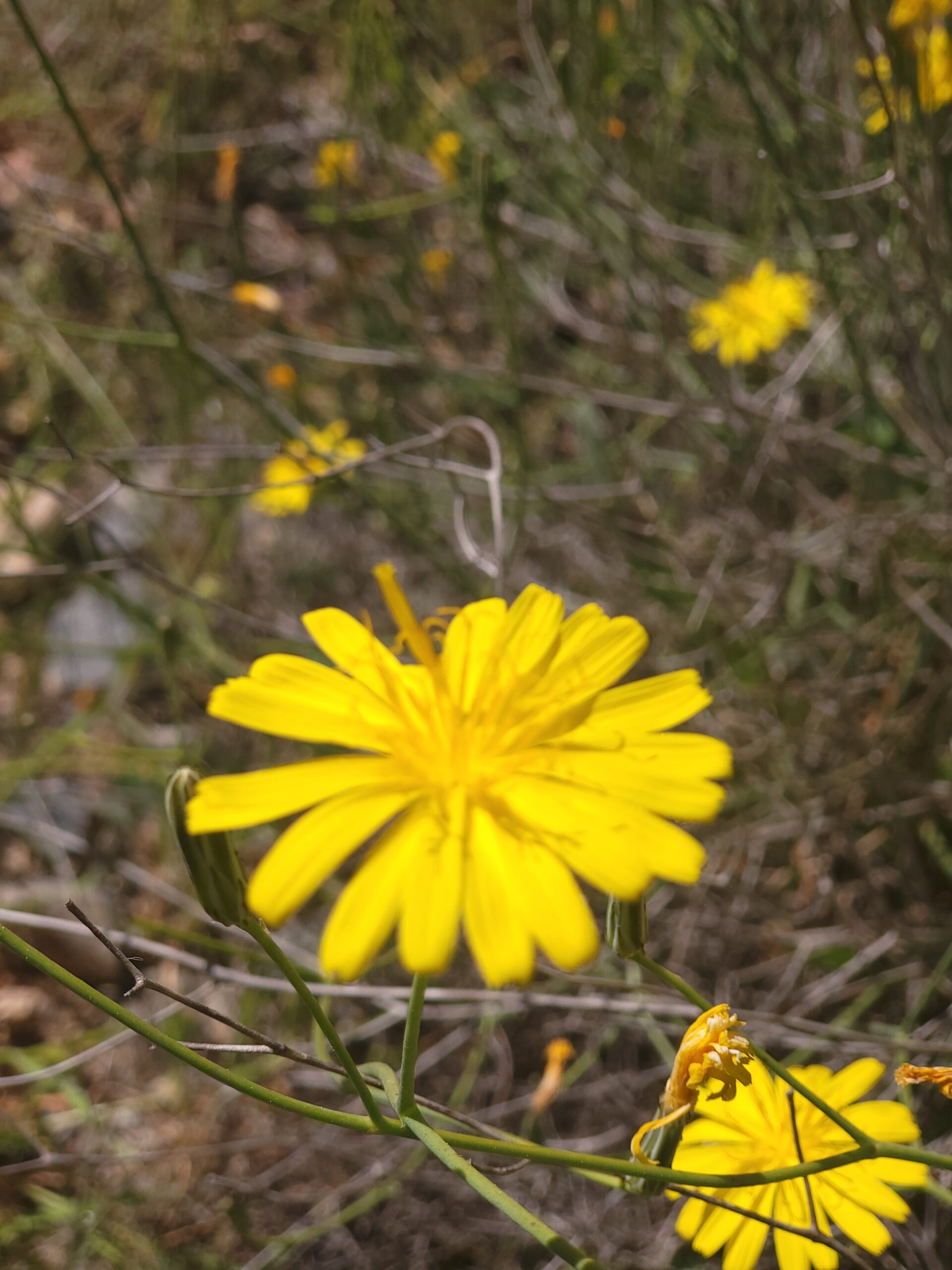 Launaea Lanifera – Bild 1 Gelbe Blüte von Launaea Lanifera in Nahaufnahme