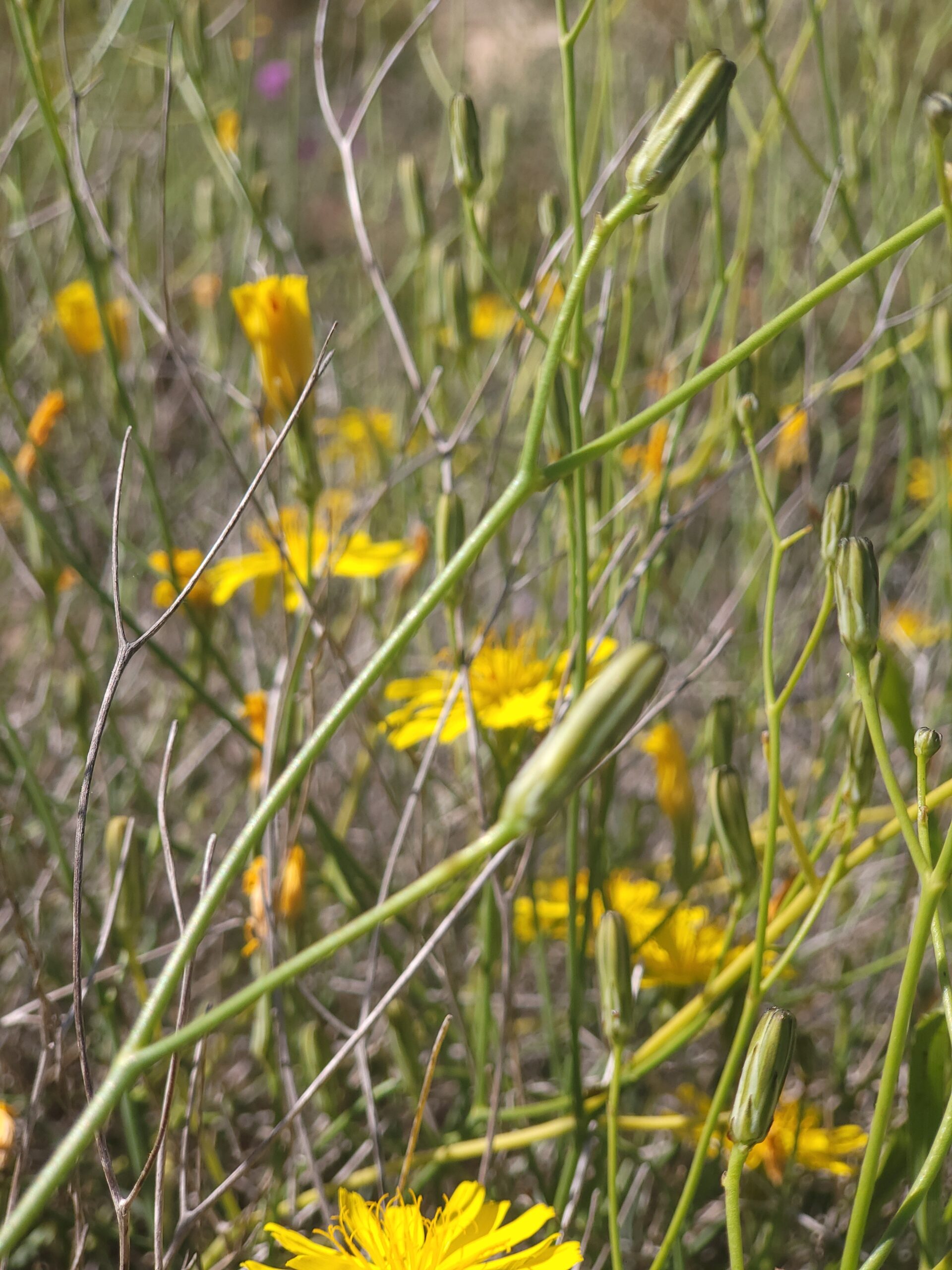 Launaea Lanifera – Bild 2
