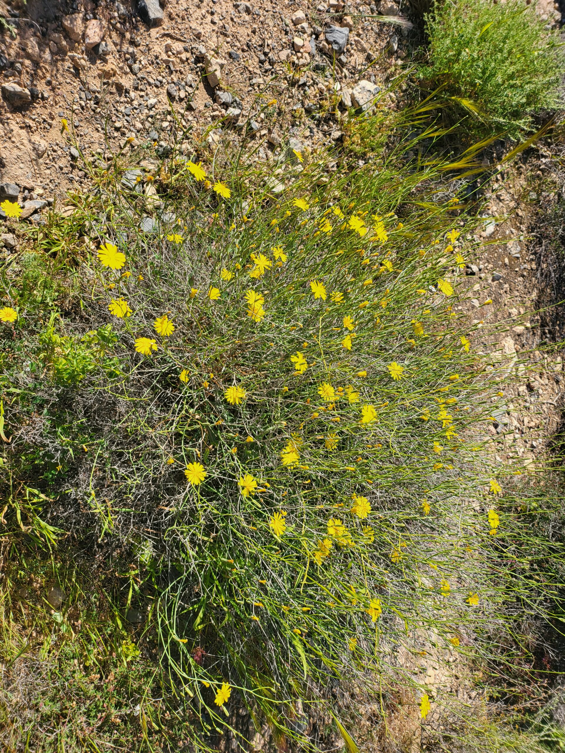 Gelbe blühende Pflanze auf steinigem Boden in der Natur