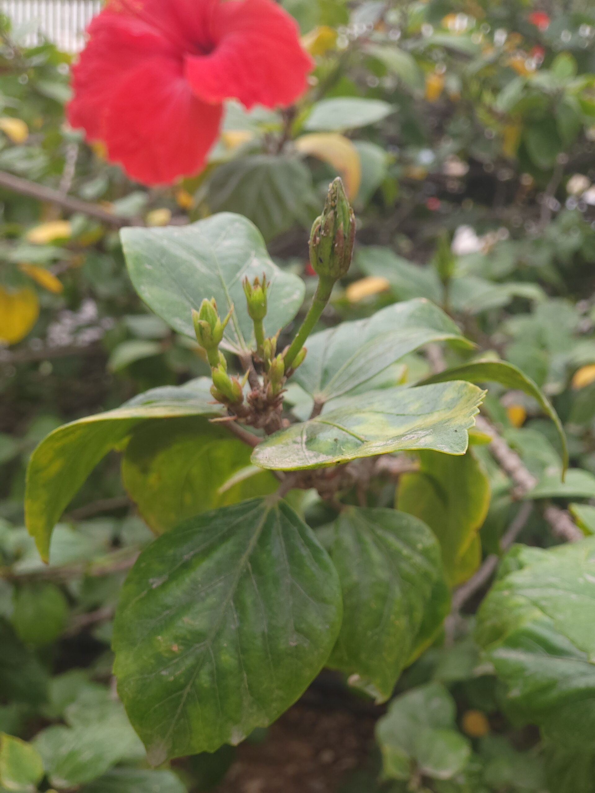 Mandarin-Rose mit roten Blüten und grünem Laub