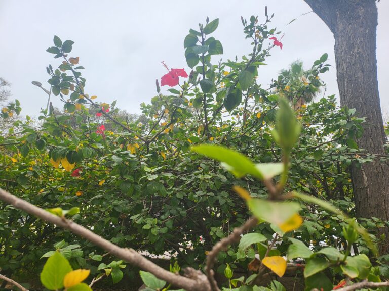 Blühender Strauch mit roten Blüten und grünen Blättern