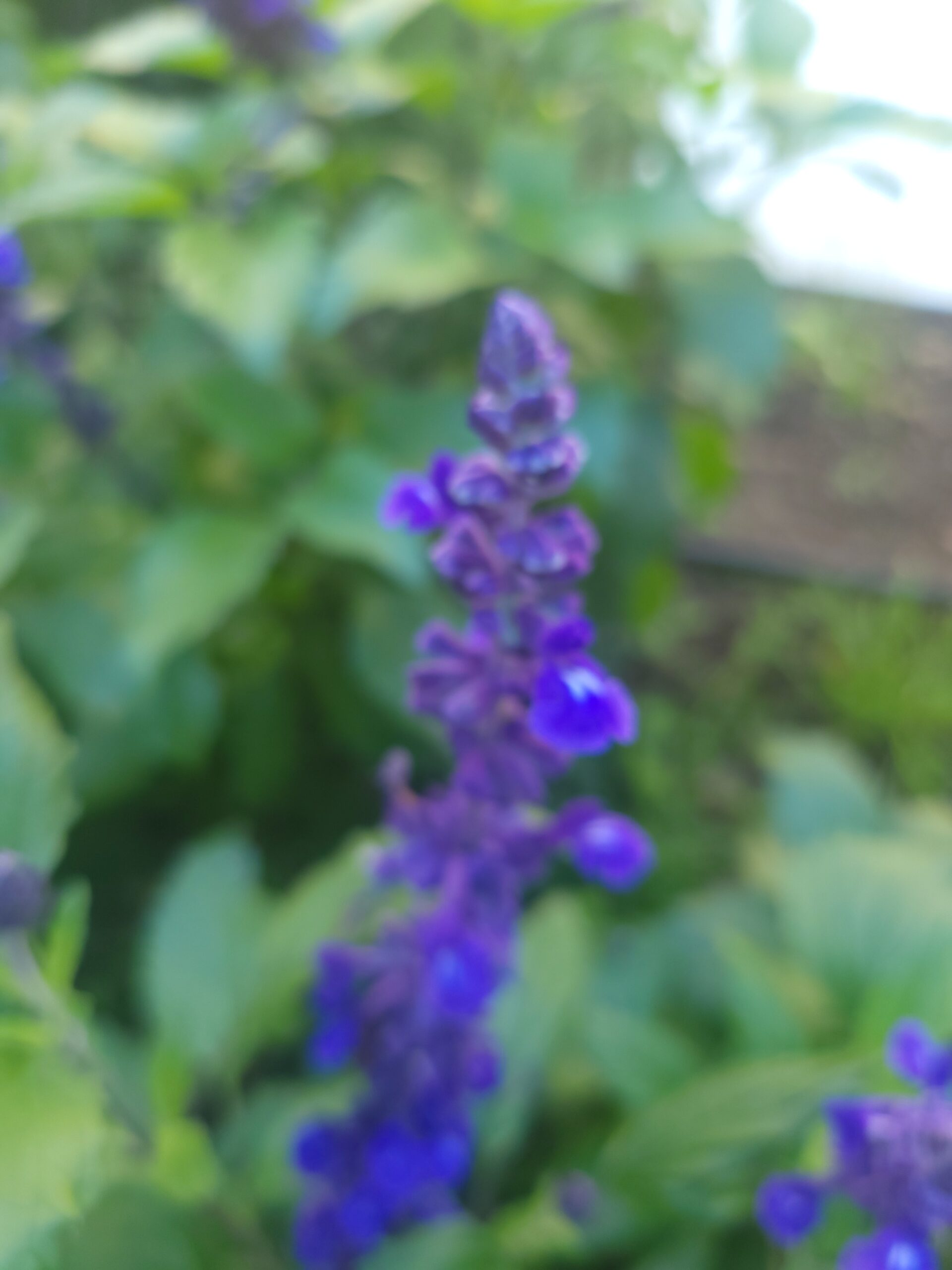 Mehliger Salbei schneiden – Violette Blüte im Garten Mehliger Salbei schneiden – Nahaufnahme einer violetten Blüte mit grünem Laub