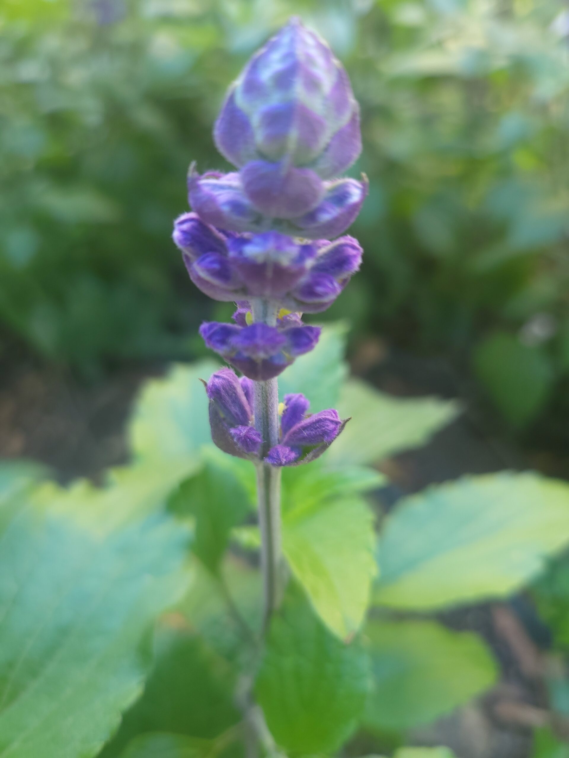 Mehliger Salbei schneiden – Blüte des Mehligen Salbei Mehliger Salbei schneiden – Nahaufnahme eines blühenden Mehligen Salbei im Garten