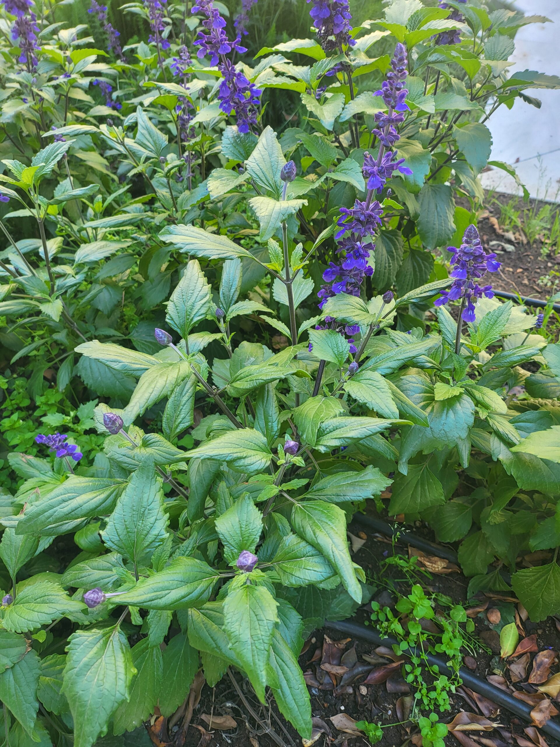 Blühender Mehliger Salbei im Garten mit violetten Blüten