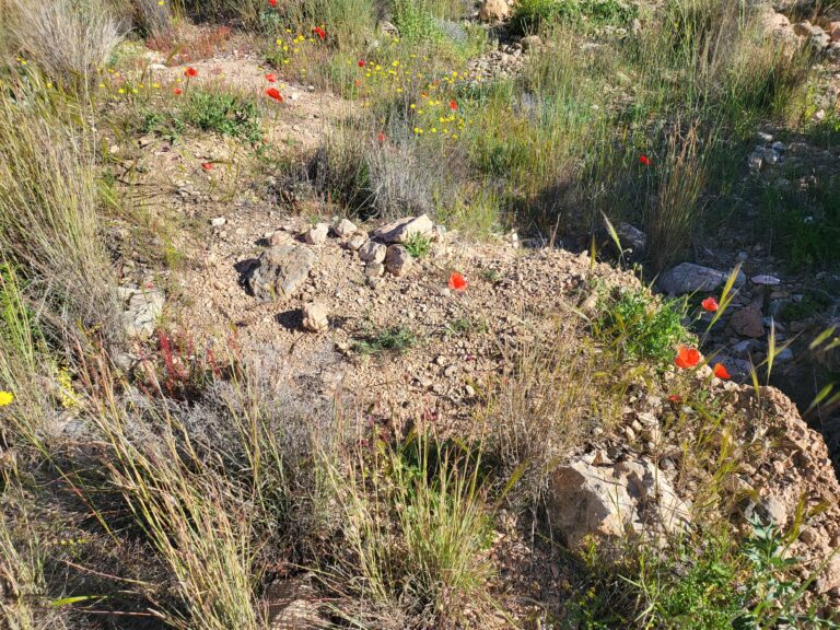 Kleine felsige Fläche mit roten Blumen und Gräsern
