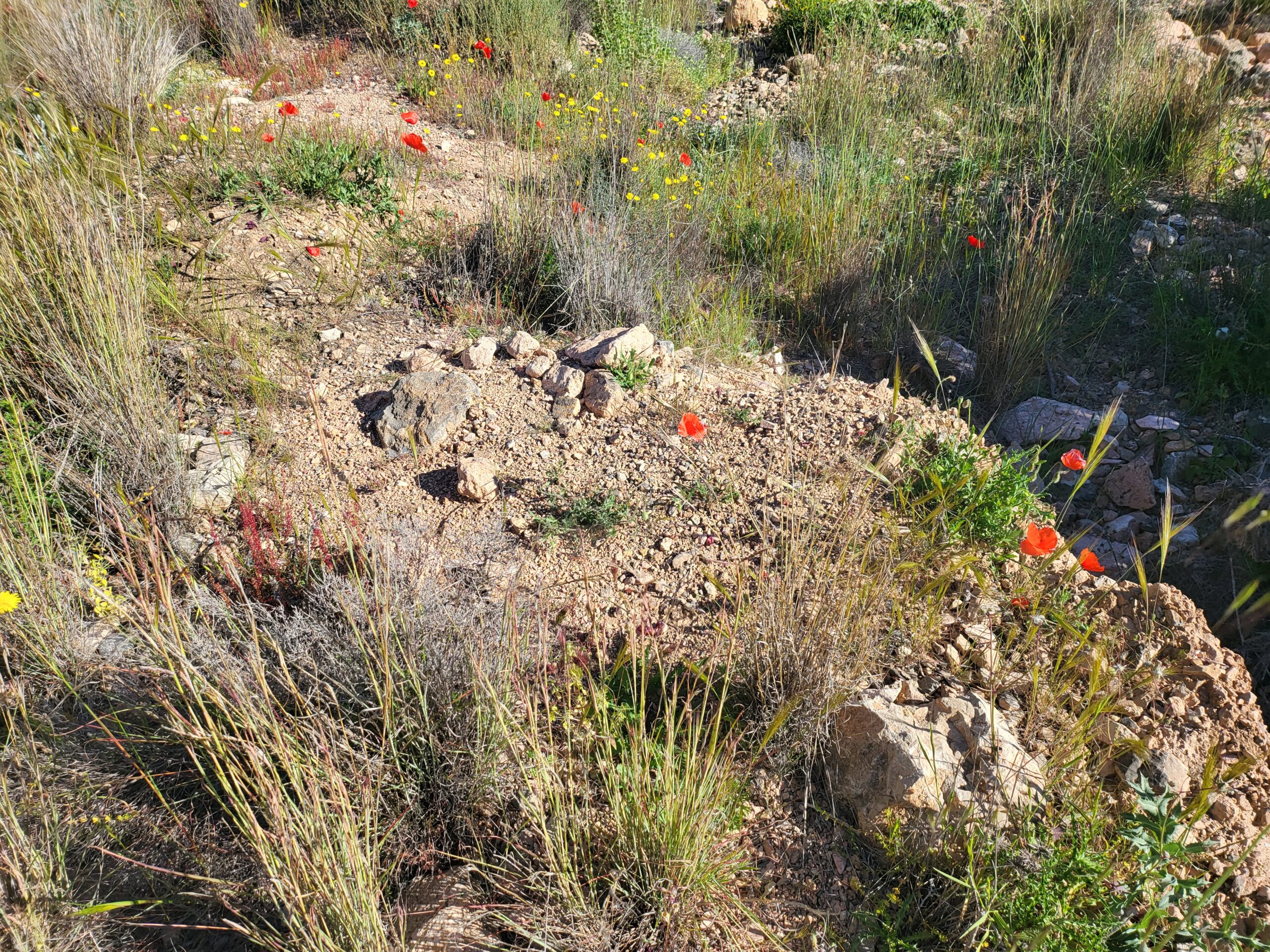 Kleine felsige Fläche mit roten Blumen und Gräsern