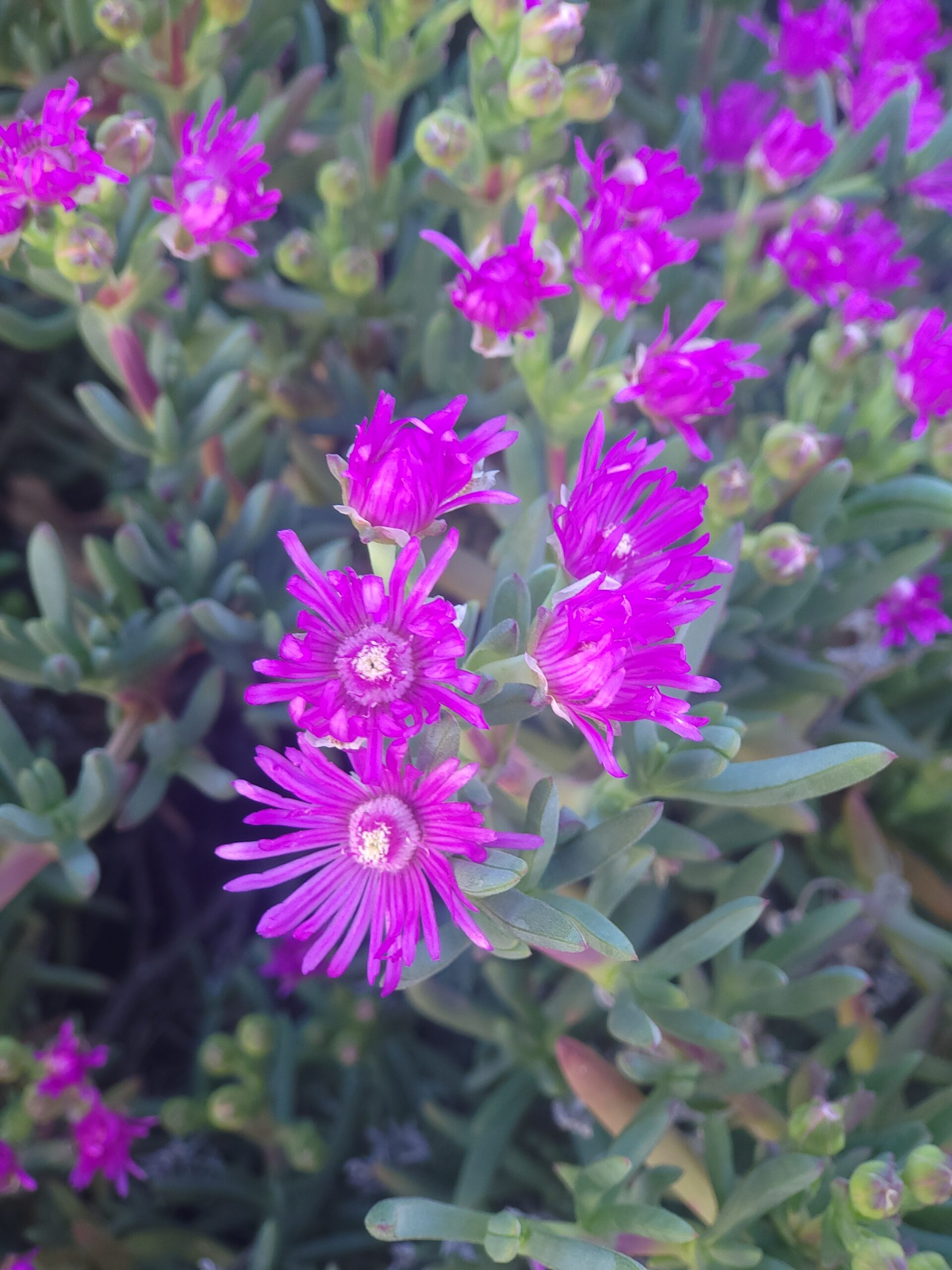 Mittagsblume Giftig – Bild 1