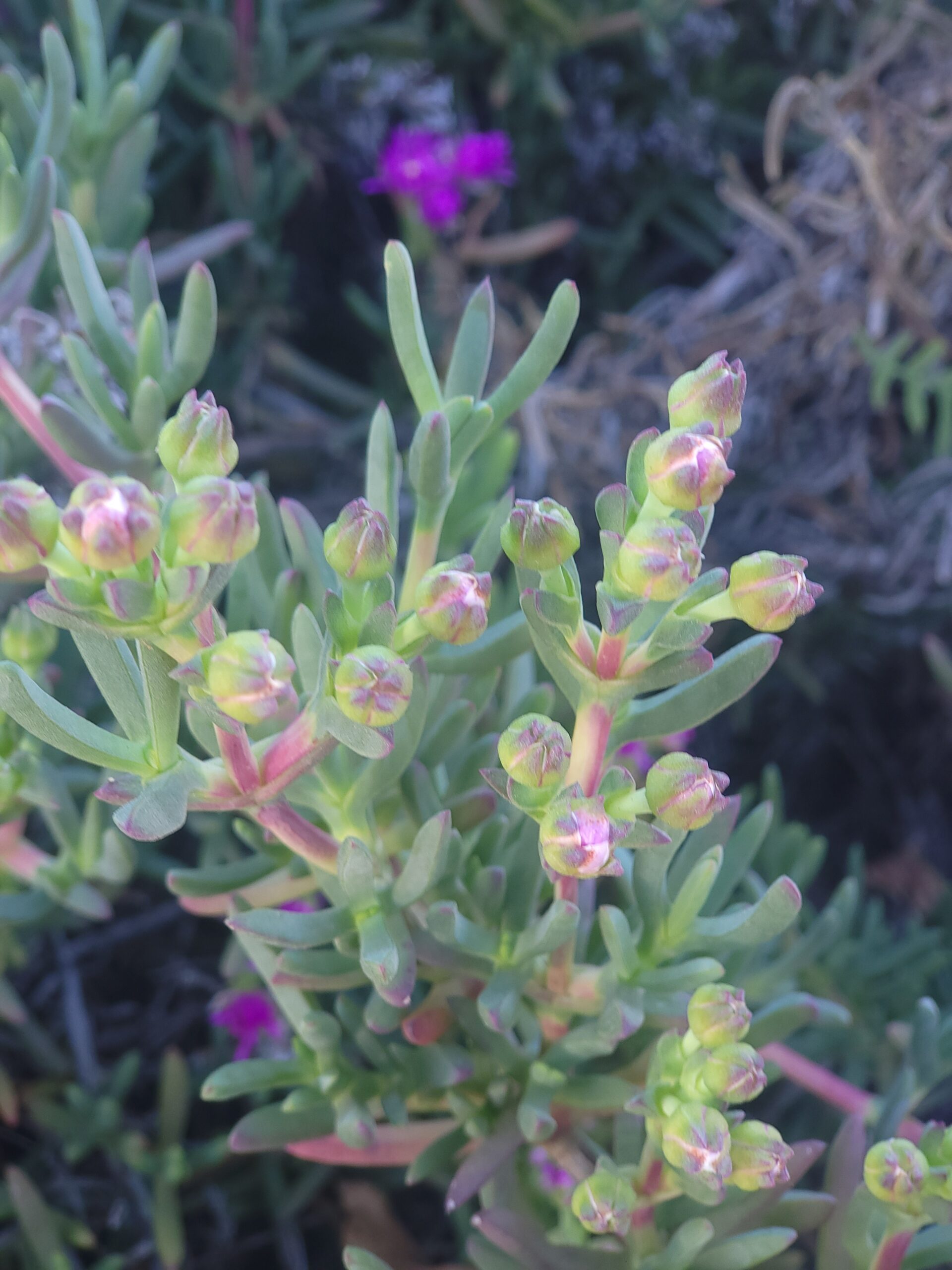 Mittagsblume Giftig – Bild 2