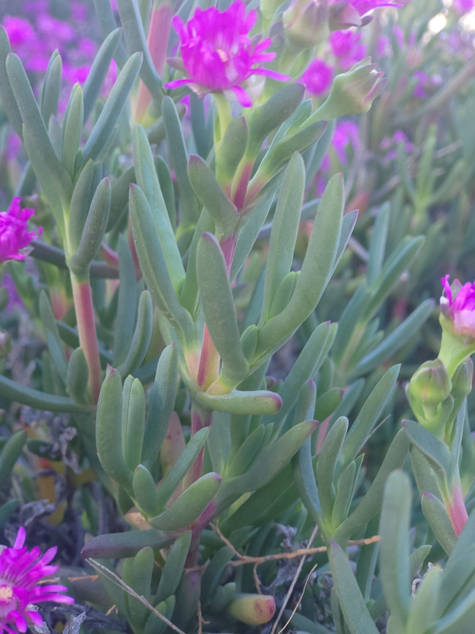 Mittagsblume Giftig – Bild 3