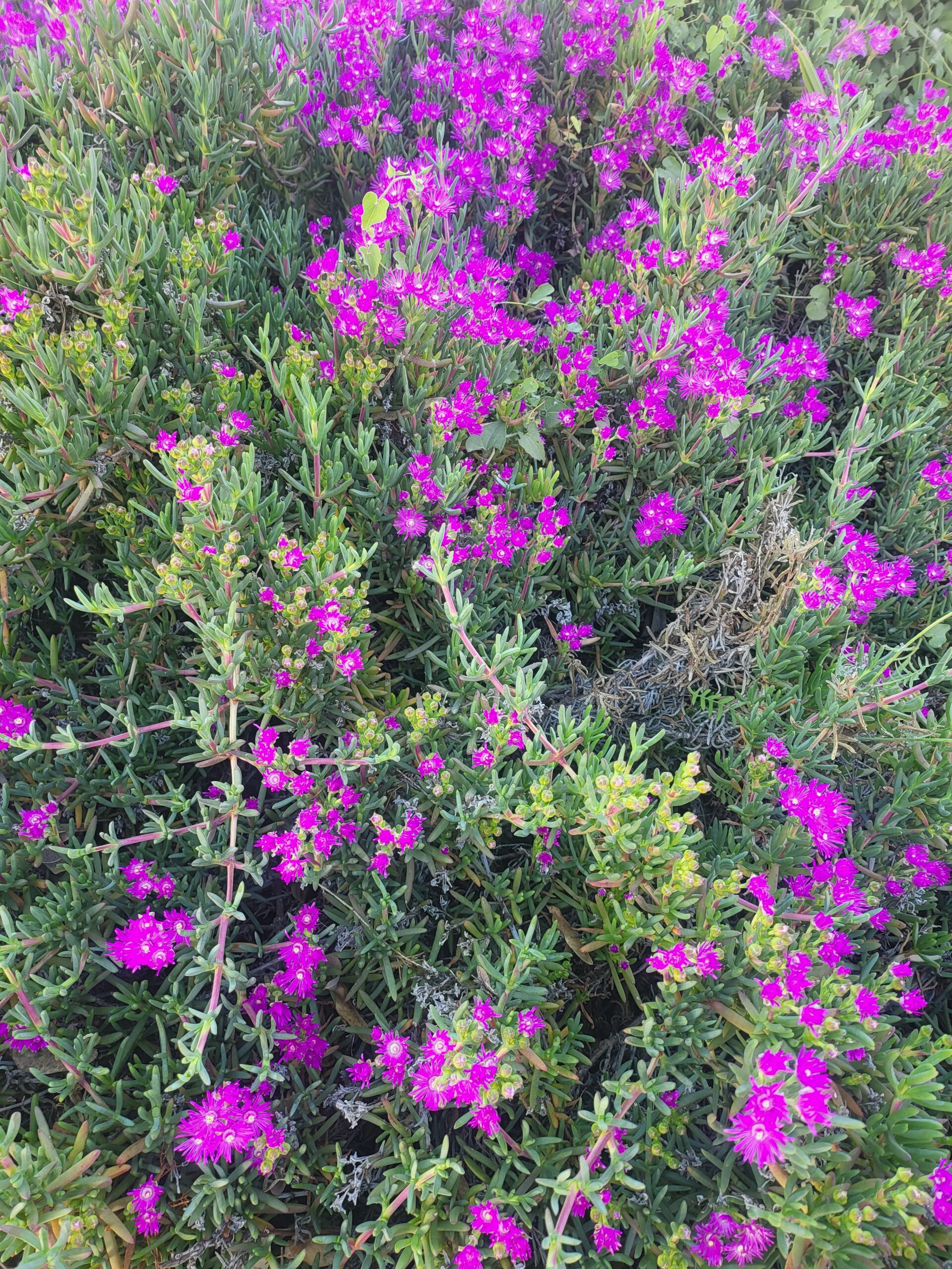 Dichte Ansammlung von violetten Mittagsblumen in voller Blüte