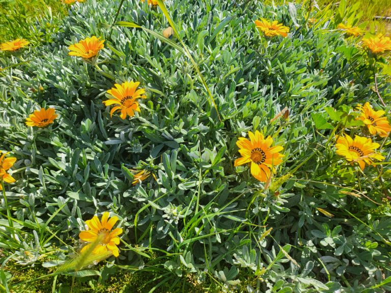 Leuchtend gelbe Mittagsgoldblumen unter blauem Himmel