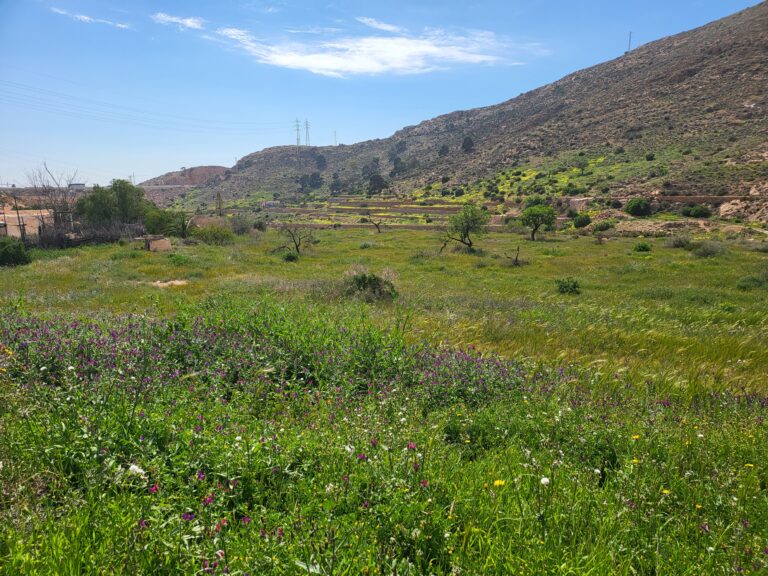 Weite Landschaft mit grüner Blumenwiese und trockenen Hügeln im Hintergrund