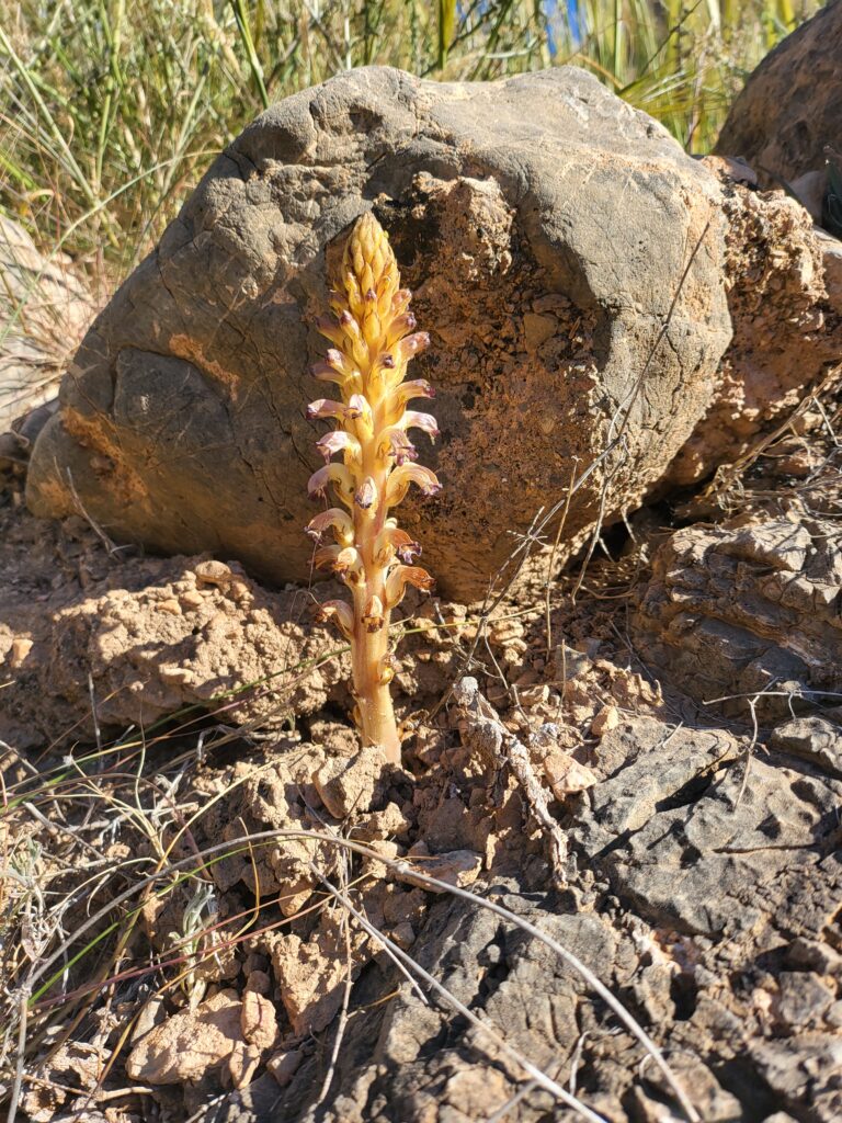 Nickende Summerwurz wächst vor einem Felsen auf steinigem Boden