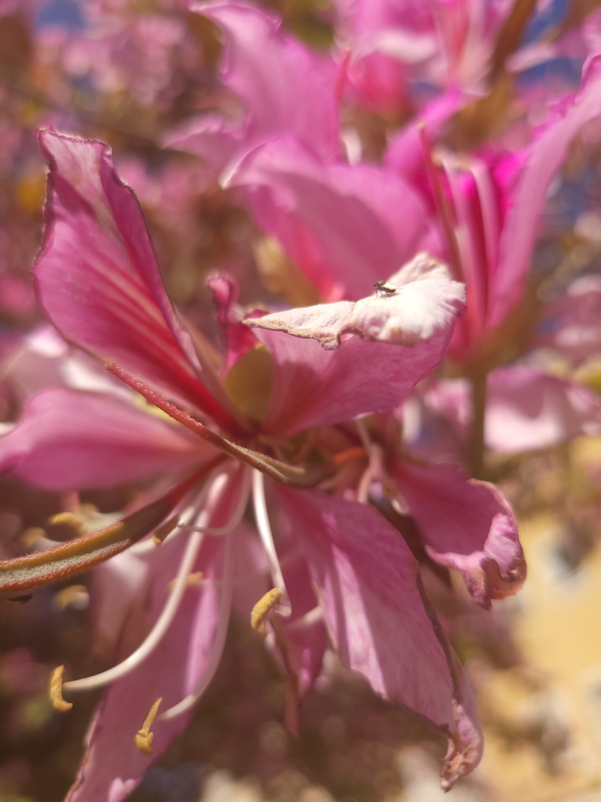 Blüten des Orchideenbaums Nahaufnahme von pinken Blüten des Orchideenbaums