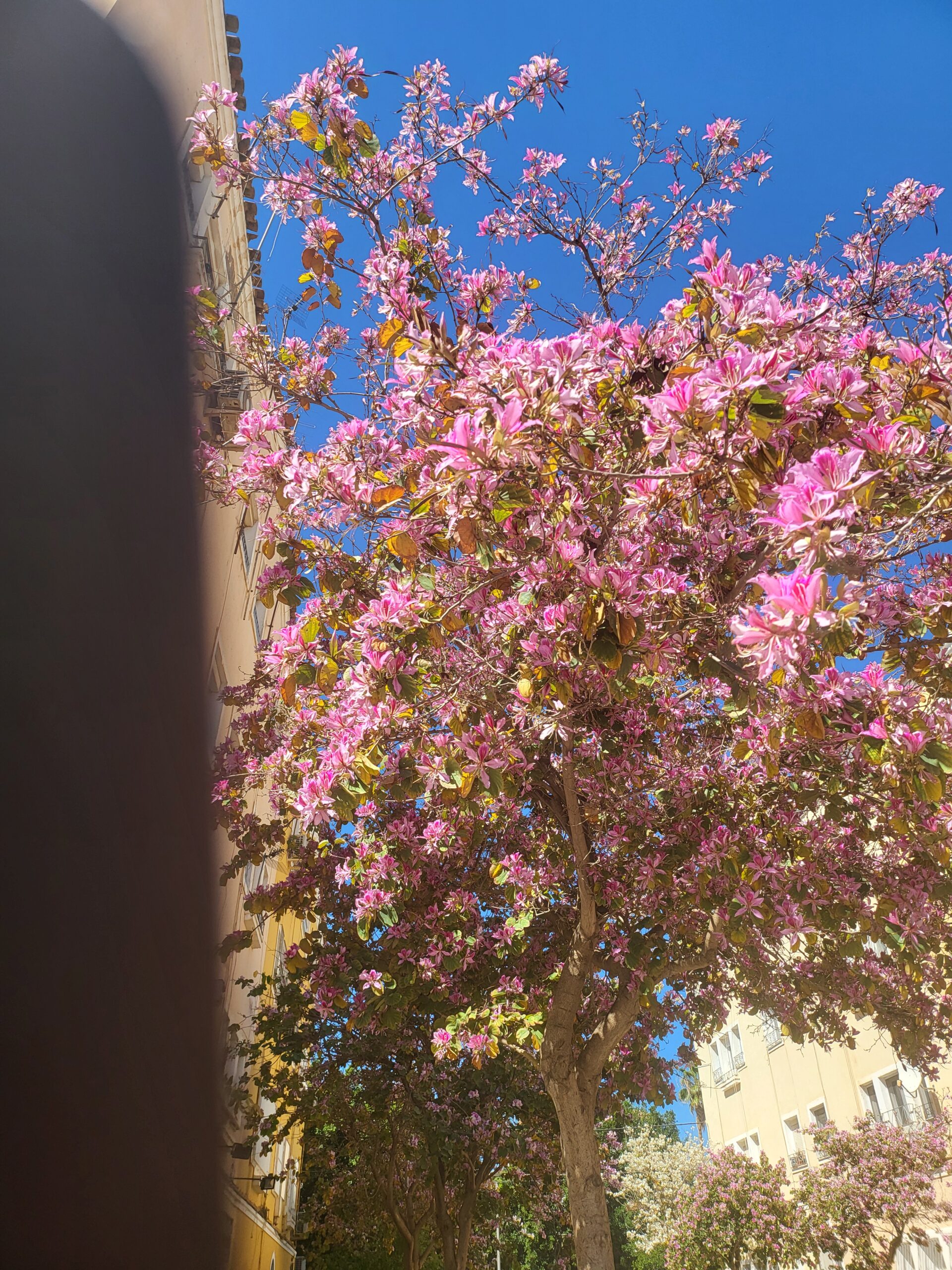 Blühender Orchideenbaum vor blauem Himmel und Gebäuden