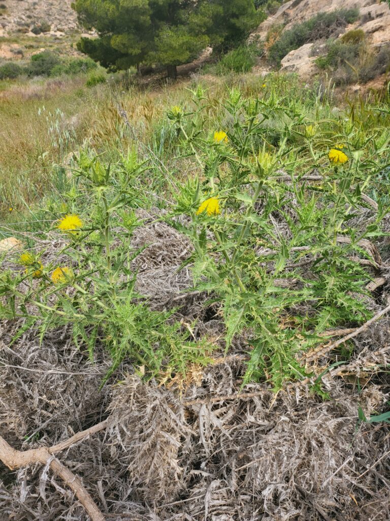 Wilde Distel mit gelben Blüten in trockener Landschaft