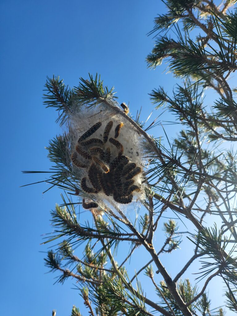 Nest von Raupen in einem Pinienbaum mit klarem Himmel