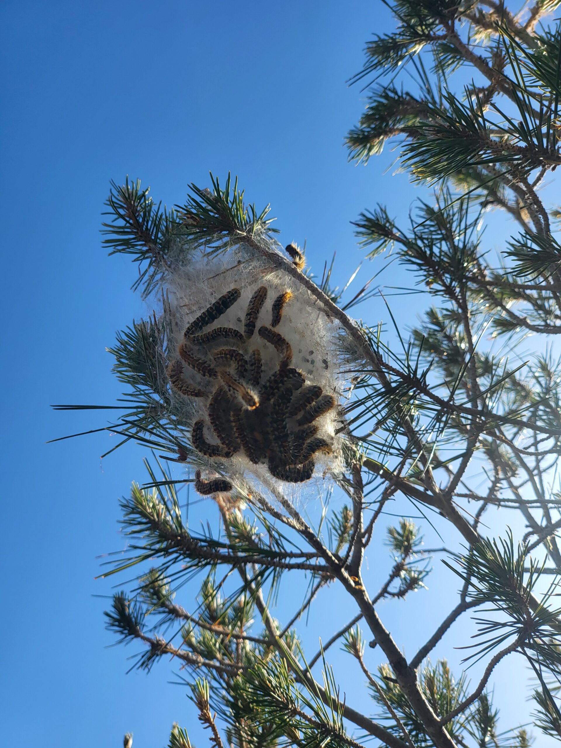 Nest von Raupen in einem Pinienbaum mit klarem Himmel
