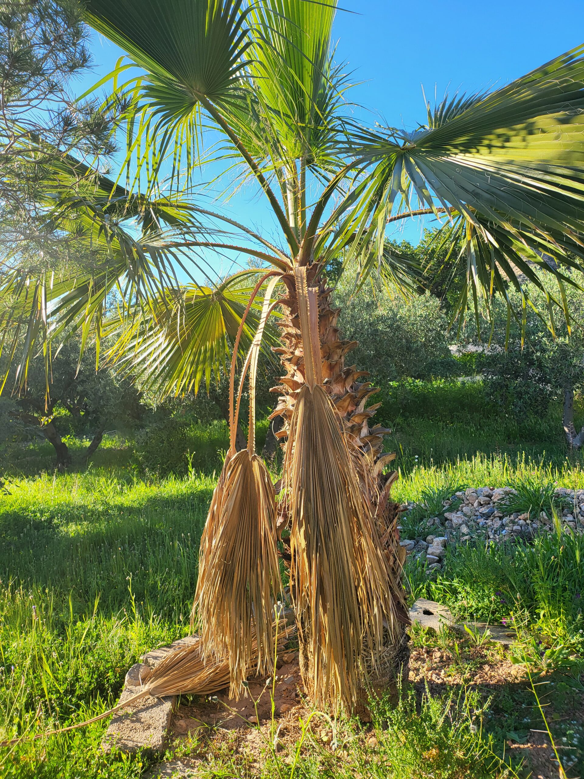 Priesterpalme im Garten Priesterpalme mit welken und grünen Blättern in Gartenumgebung
