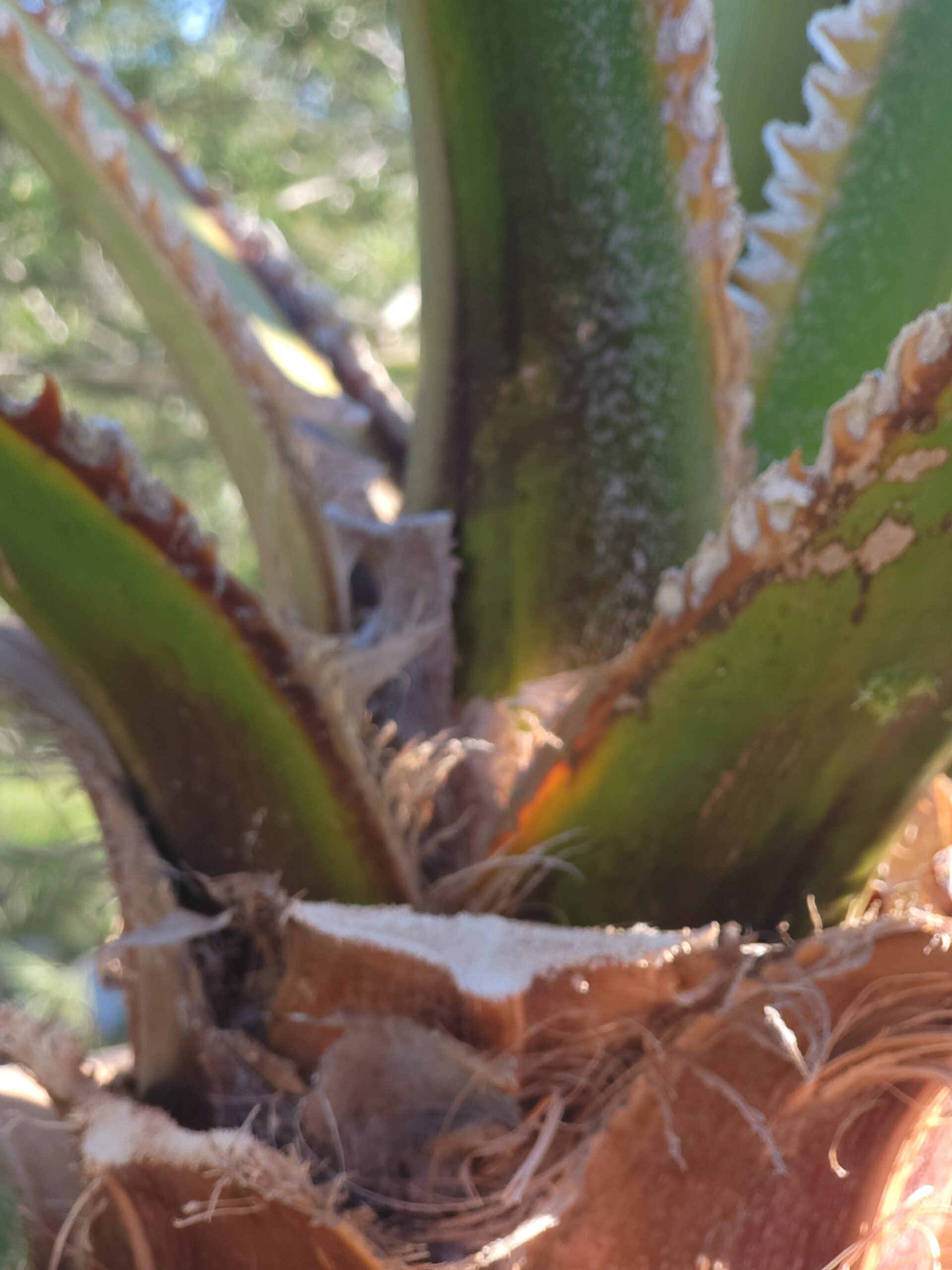 Priesterpalme schneiden – Nahaufnahme des Stammes einer Palme mit geschnittenen Blättern