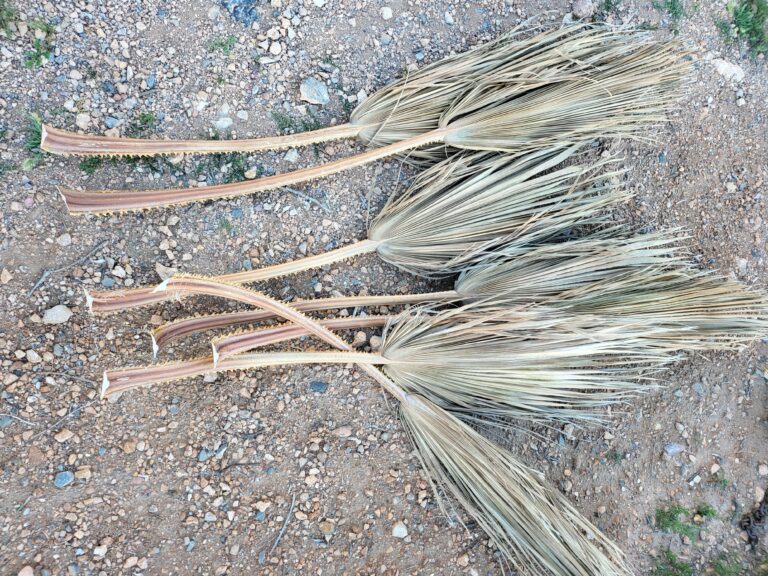 Abgeschnittene, trockene Palmwedel auf steinigem Boden