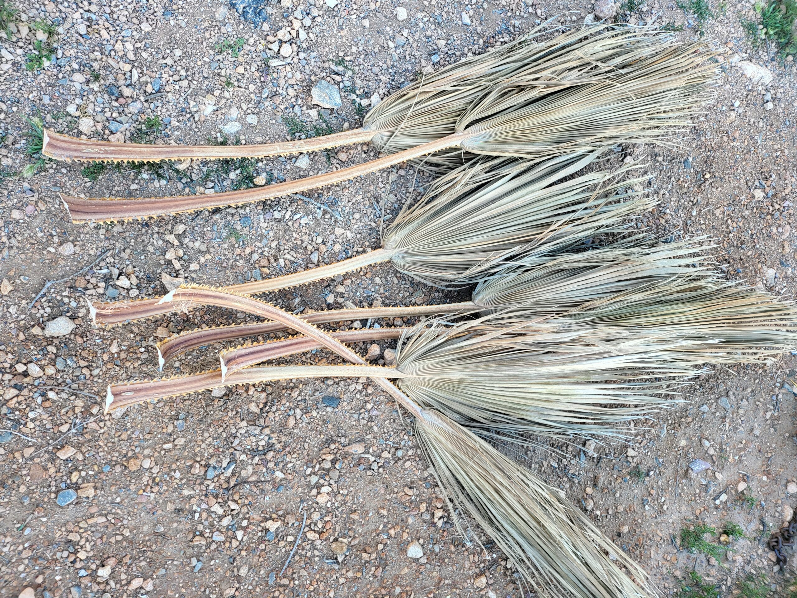 Abgeschnittene, trockene Palmwedel auf steinigem Boden