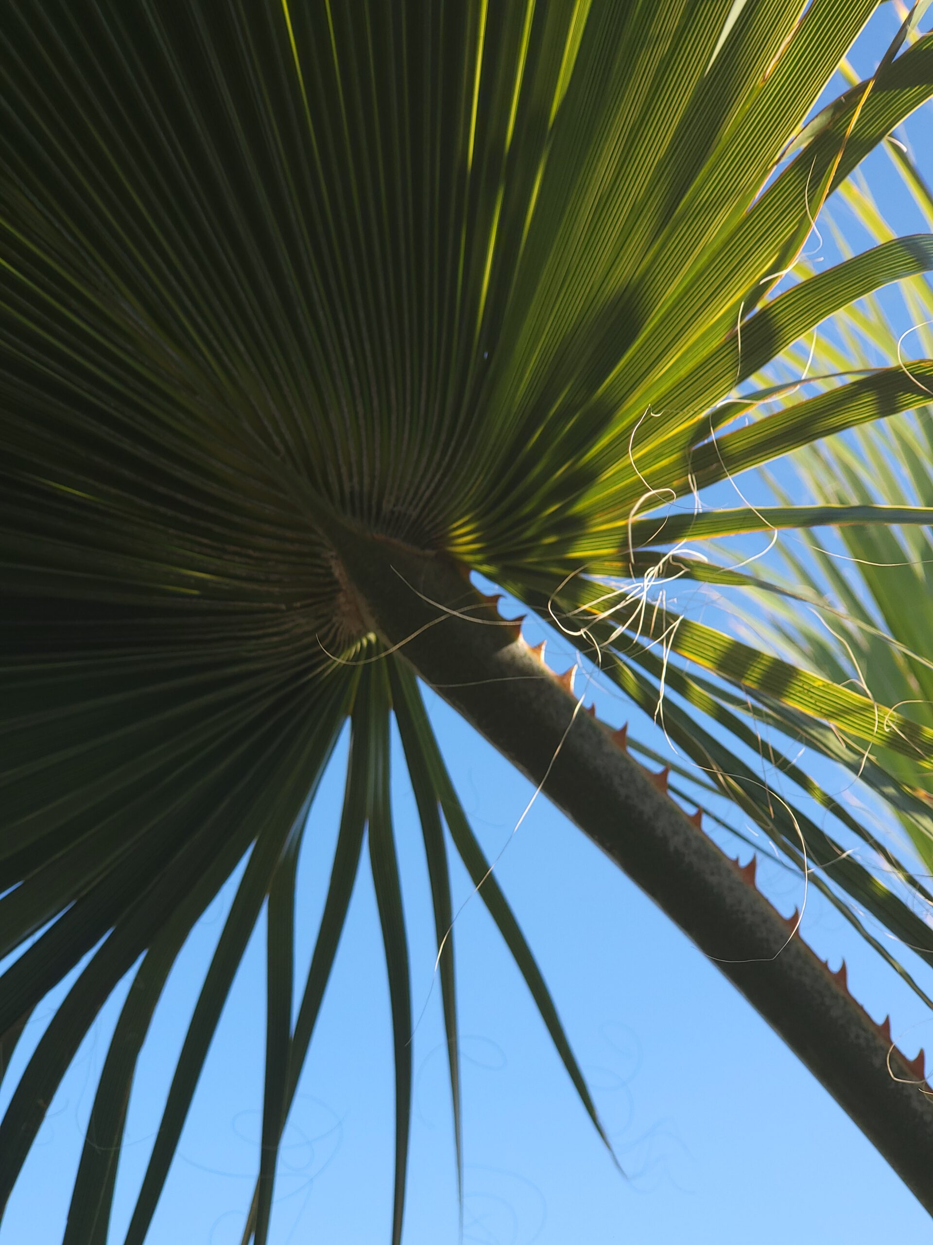 Priesterpalme überwintern – Großaufnahme eines Palmenblattes mit blauem Himmel im Hintergrund