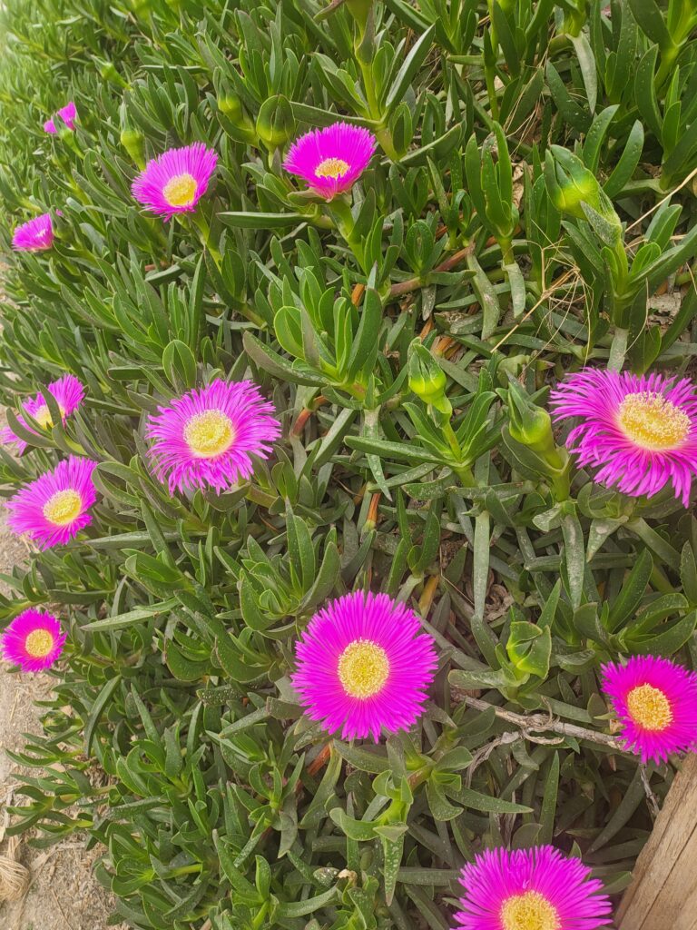Leuchtend pinke Blüten der Mittagsblume mit grünen Blättern