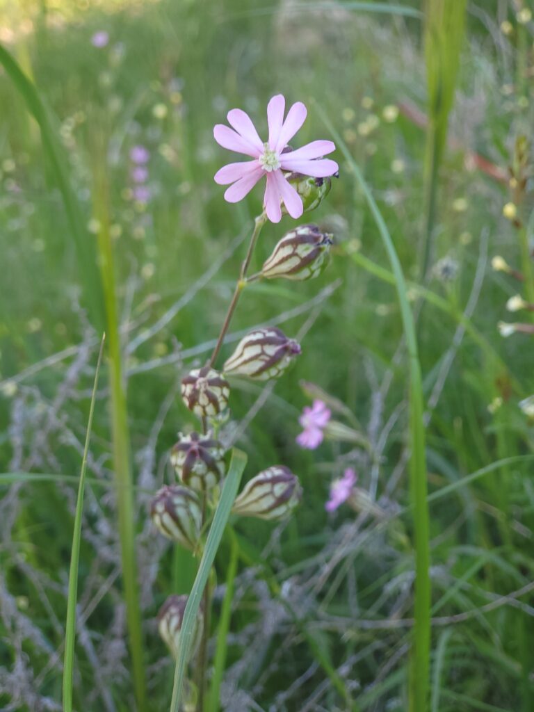 Rosafarbene Silene Blüte im Grünen mit Knospen
