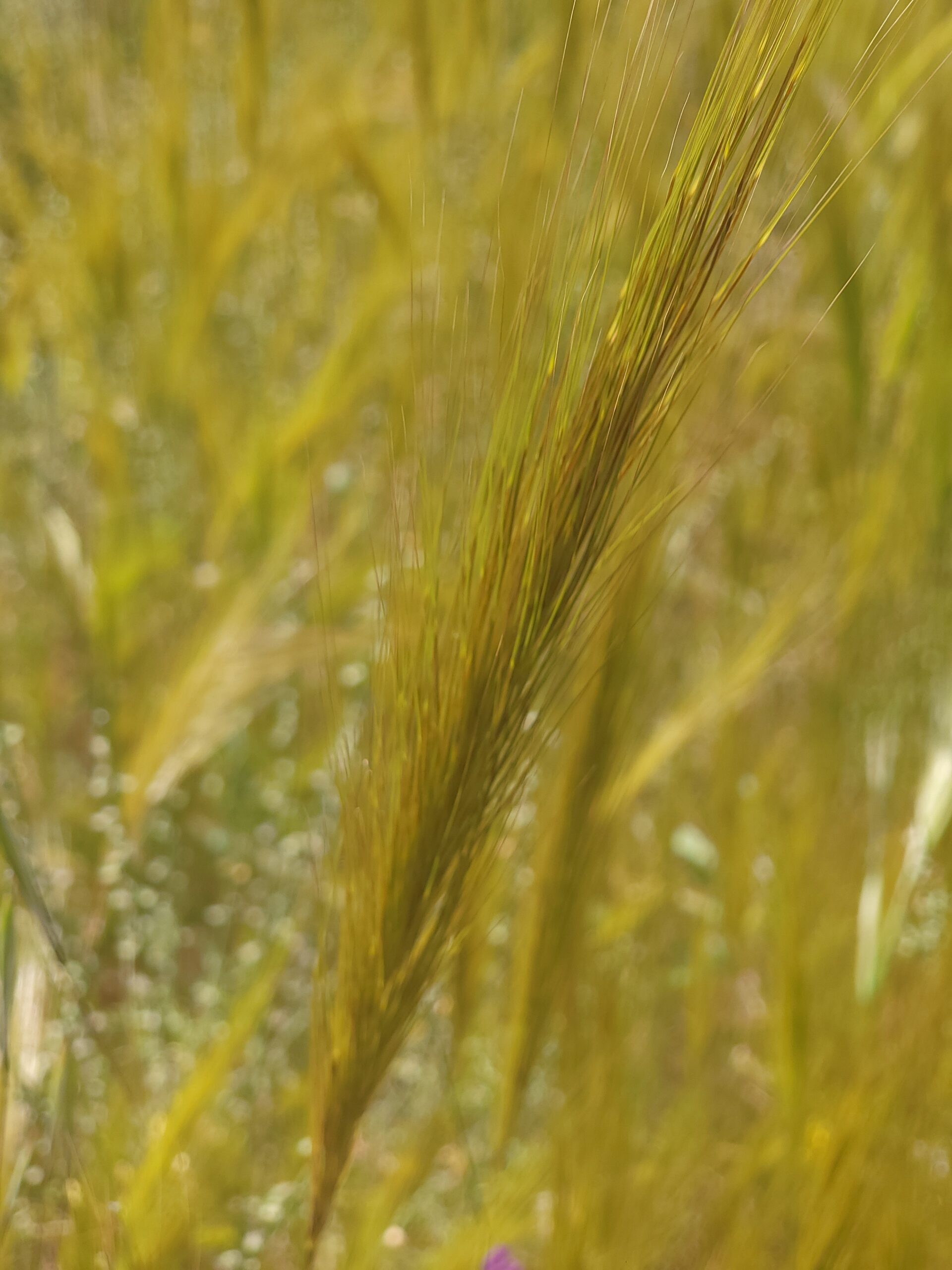 Stipellula capensis mit feinen Grannen im sonnigen Beet