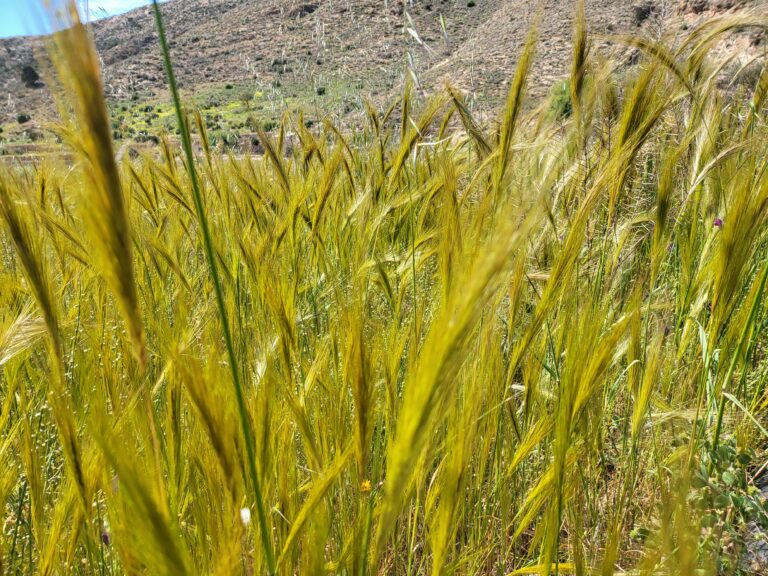Gräser im Wind auf einem Hügel mit karger Vegetation