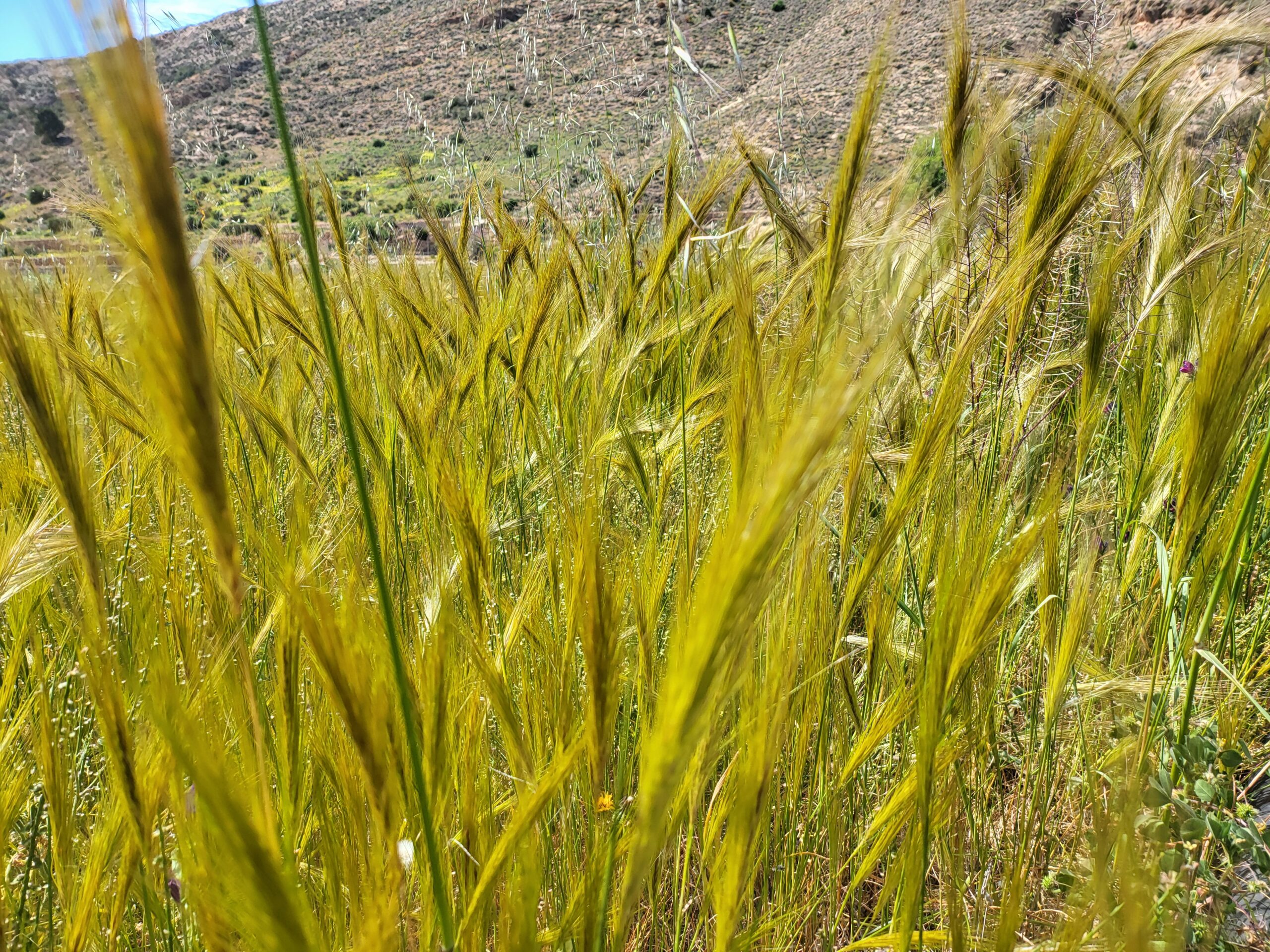 Gräser im Wind auf einem Hügel mit karger Vegetation