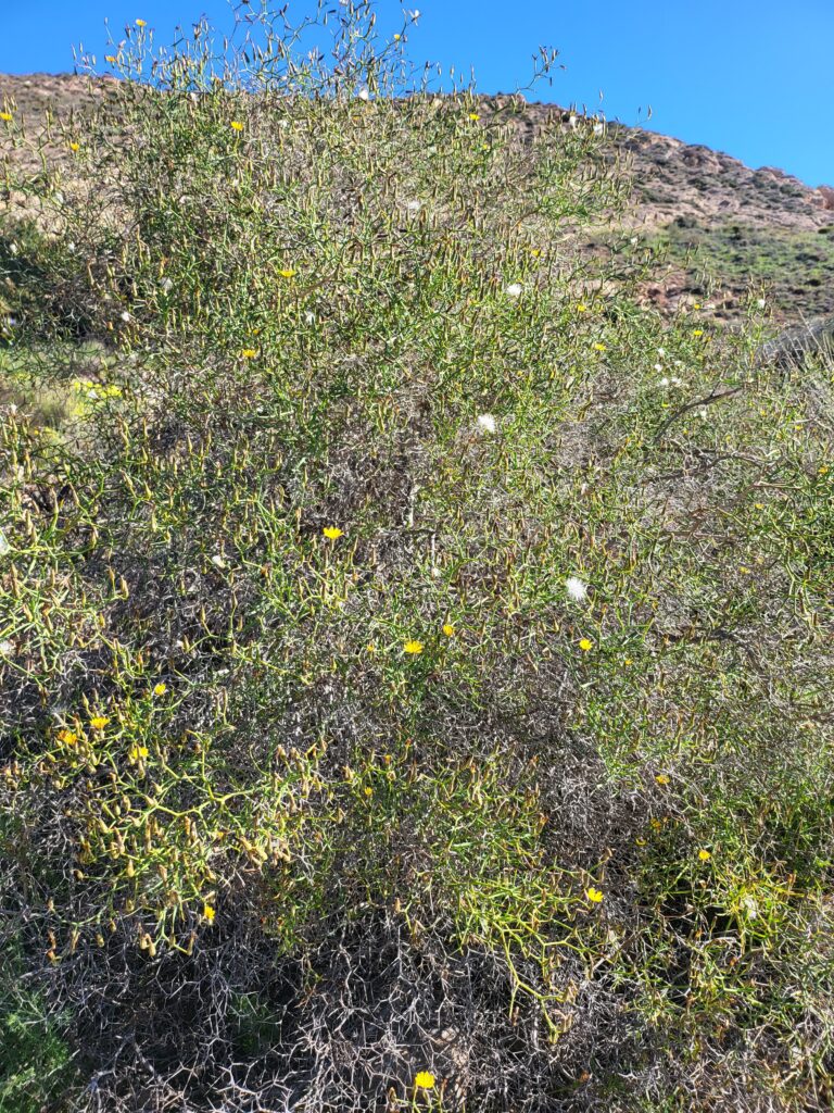 Strauch-Dornlattich mit gelben Blüten vor felsiger Landschaft