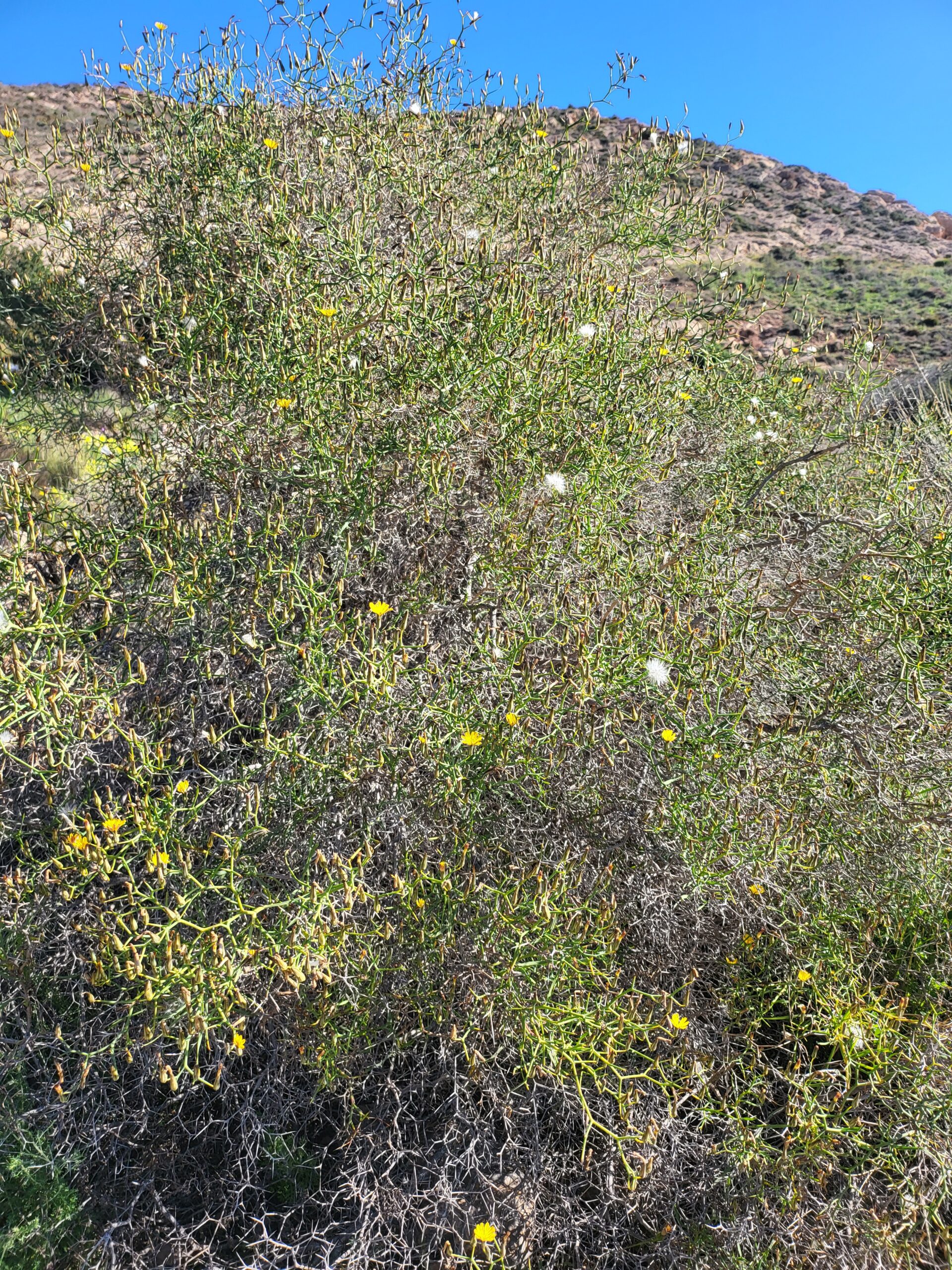 Strauch-Dornlattich mit gelben Blüten vor felsiger Landschaft