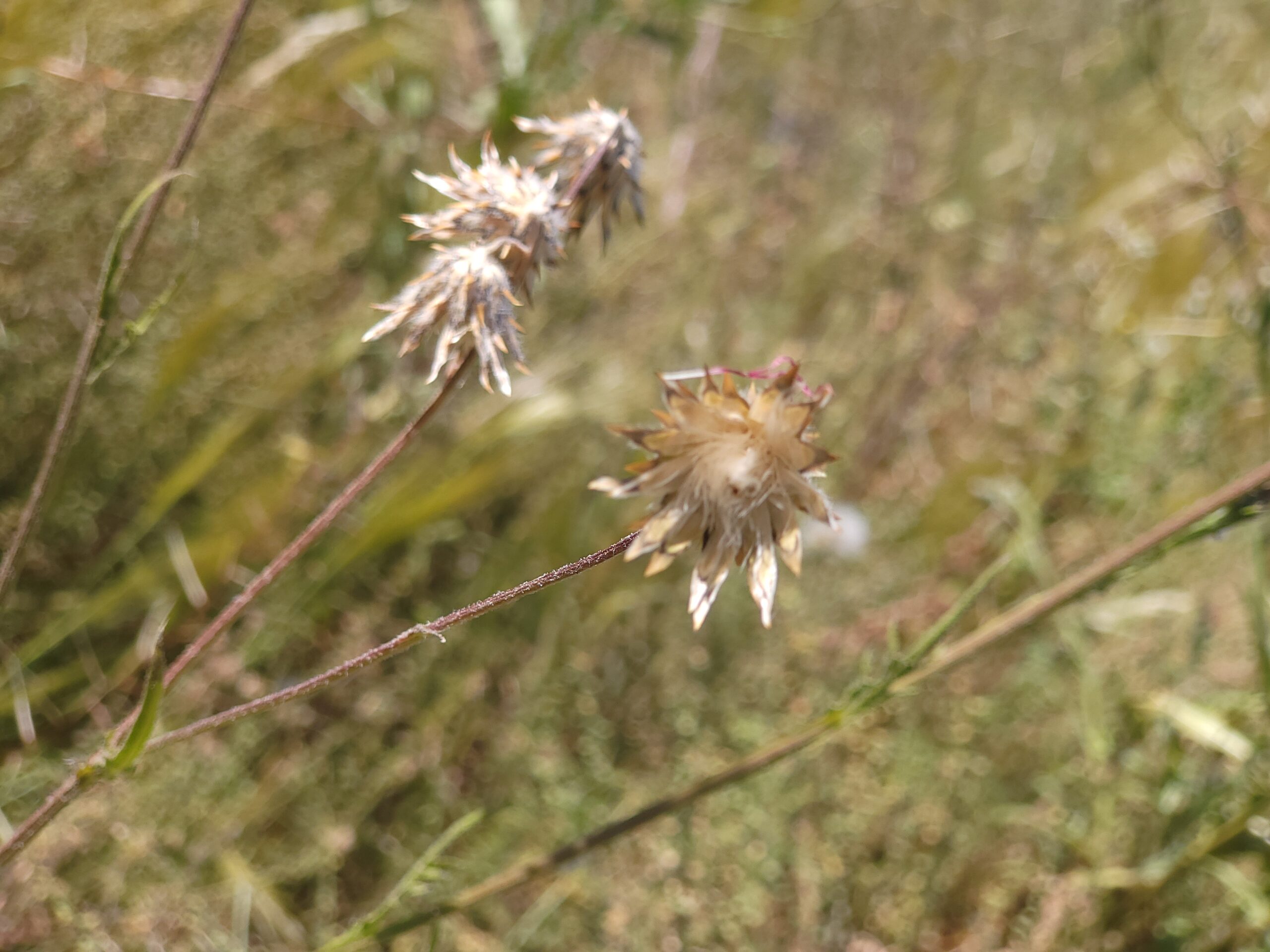 Nahaufnahme von Volutaria Tubuliflora Blütenständen in der Natur