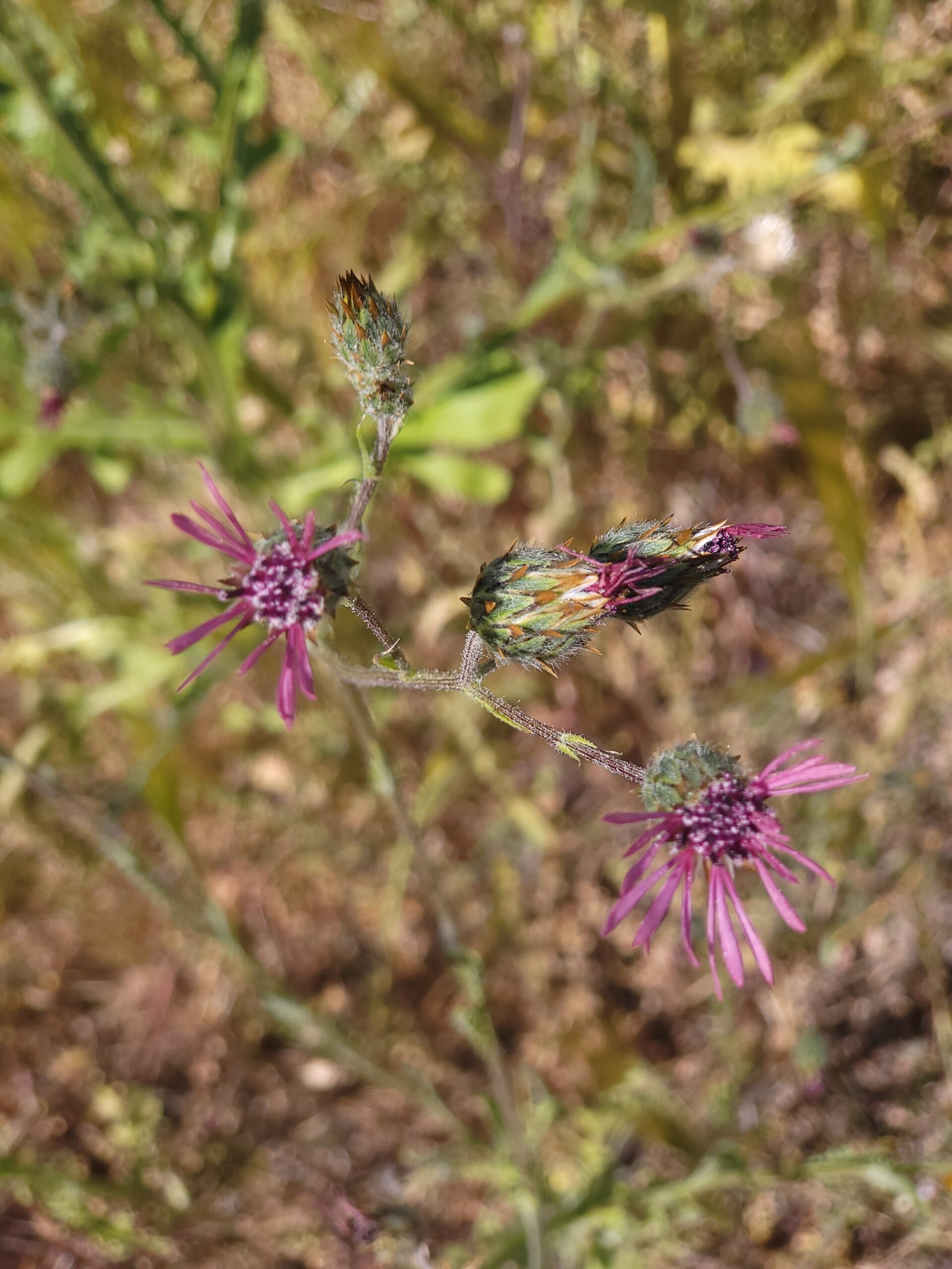 Nahaufnahme von Volutaria tubuliflora Blüten in der Natur
