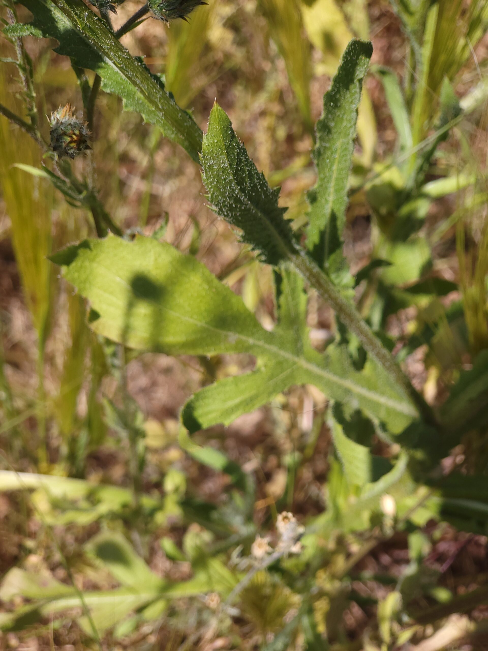 Nahaufnahme einer Volutaria Tubuliflora Pflanze mit grünen Blättern