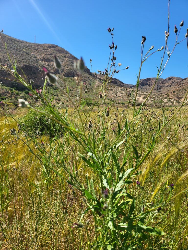 Wilde Volutaria Tubuliflora in trockenem Gelände vor Hügeln