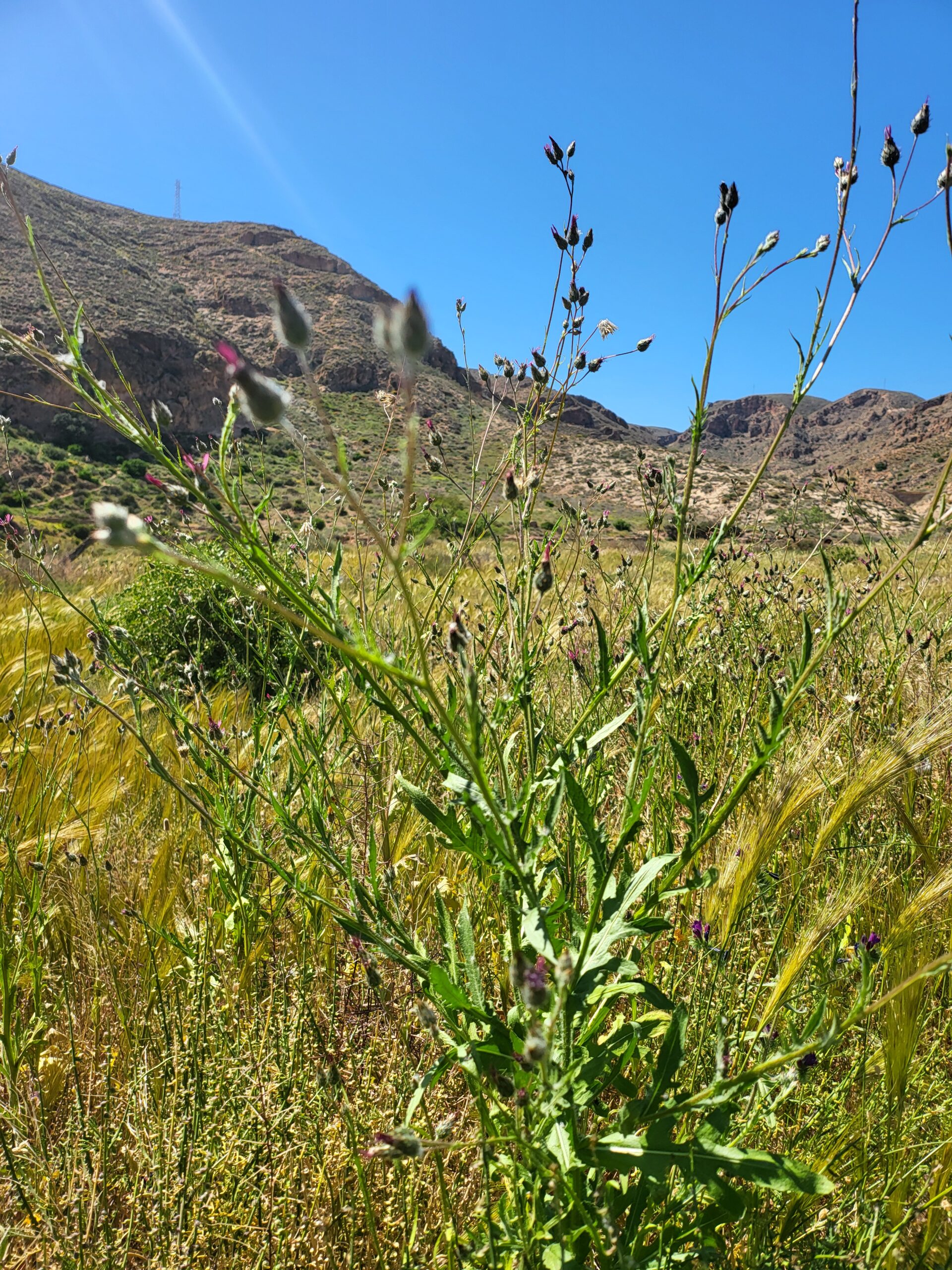 Wilde Volutaria Tubuliflora in trockenem Gelände vor Hügeln