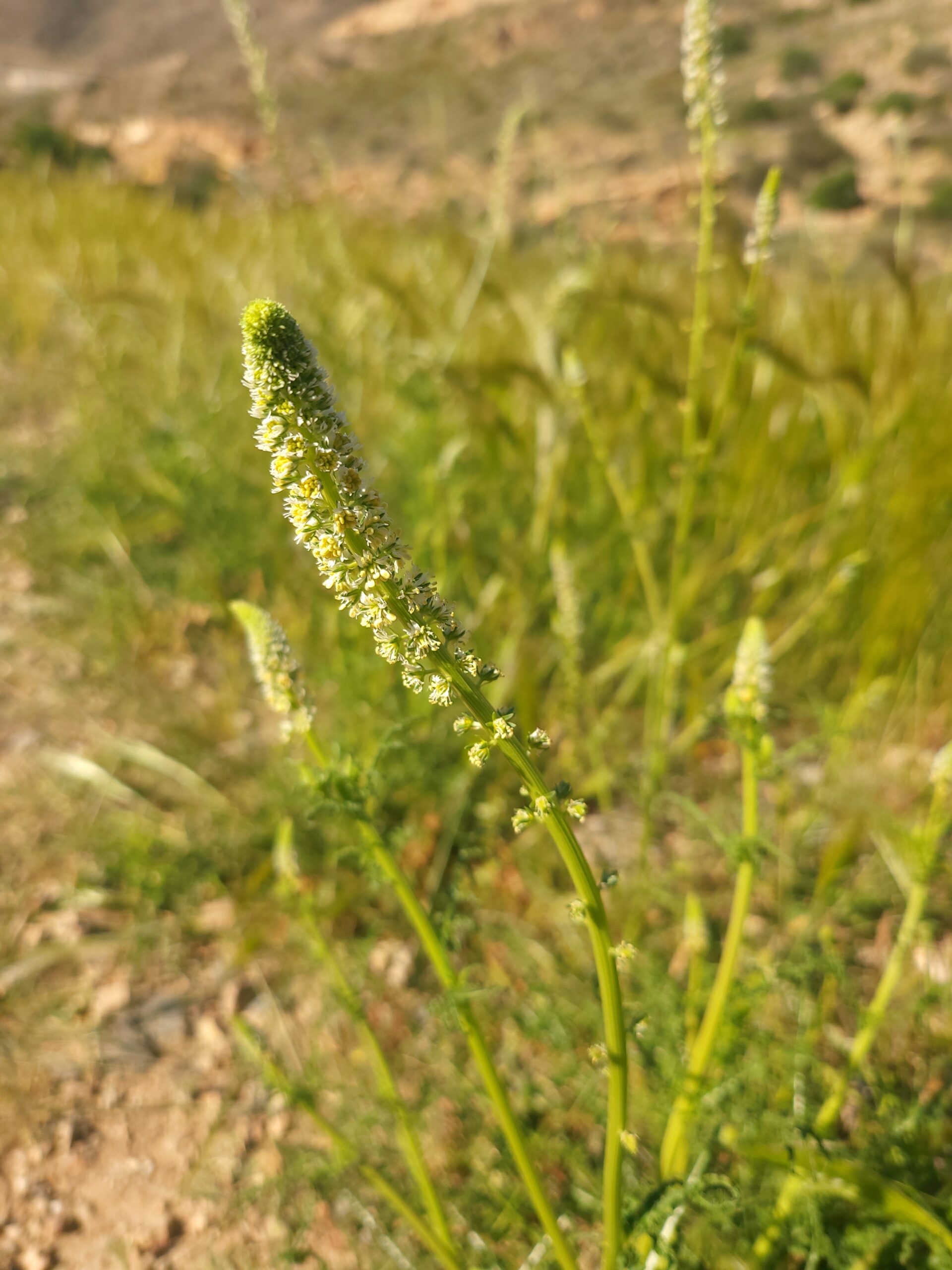 Weiße Resede – Bild 1