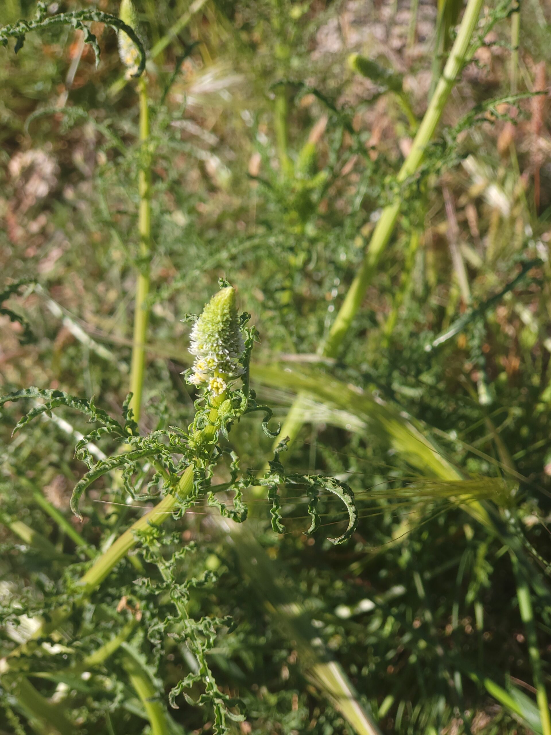 Weiße Resede – Bild 2