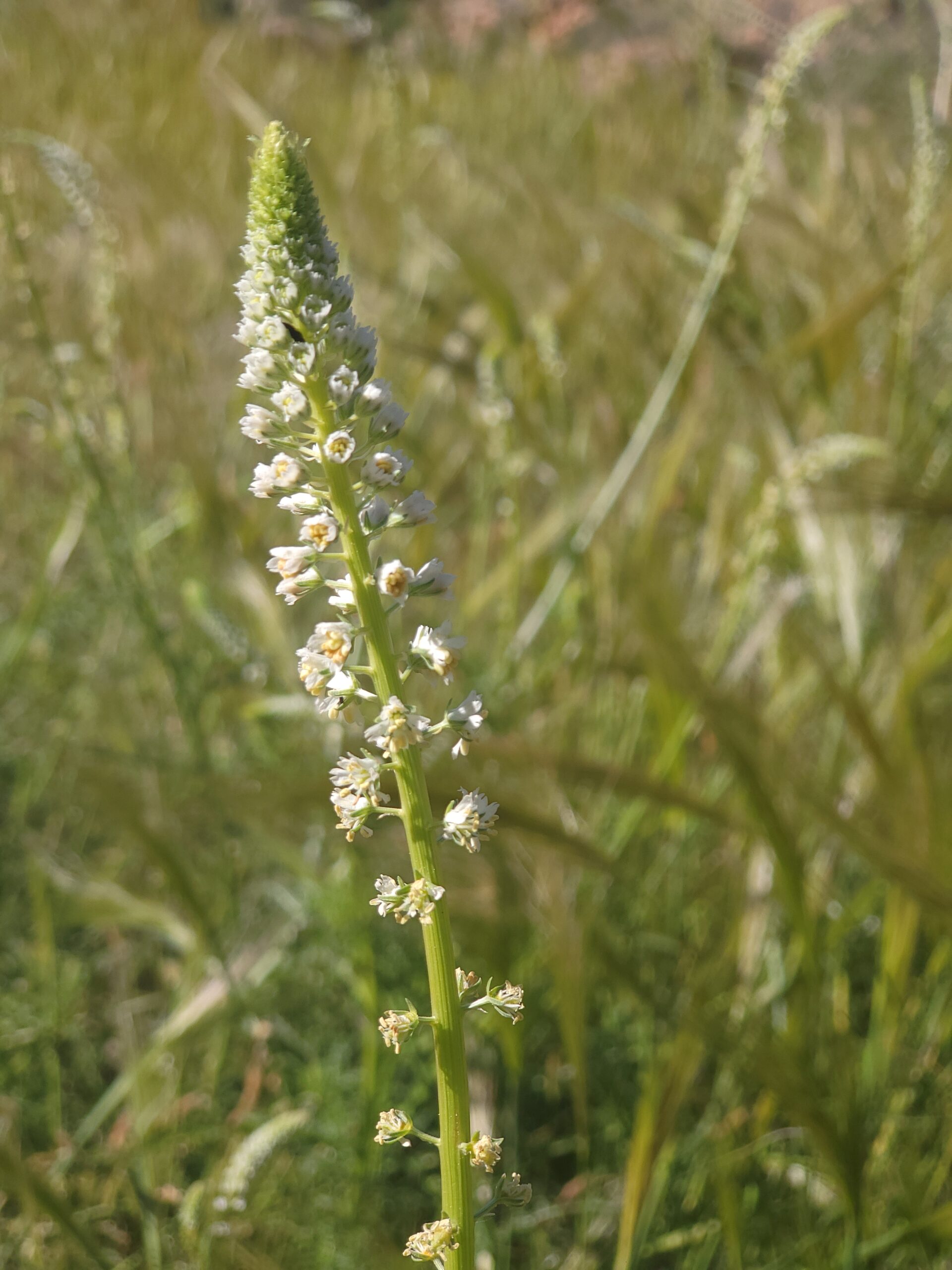 Weiße Resede – Bild 3