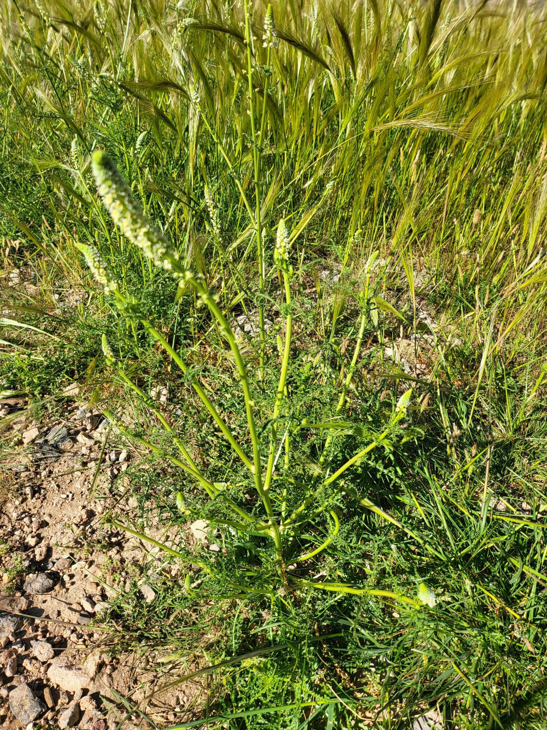 Weiße Resede Pflanze auf steinigem Boden im Grünen