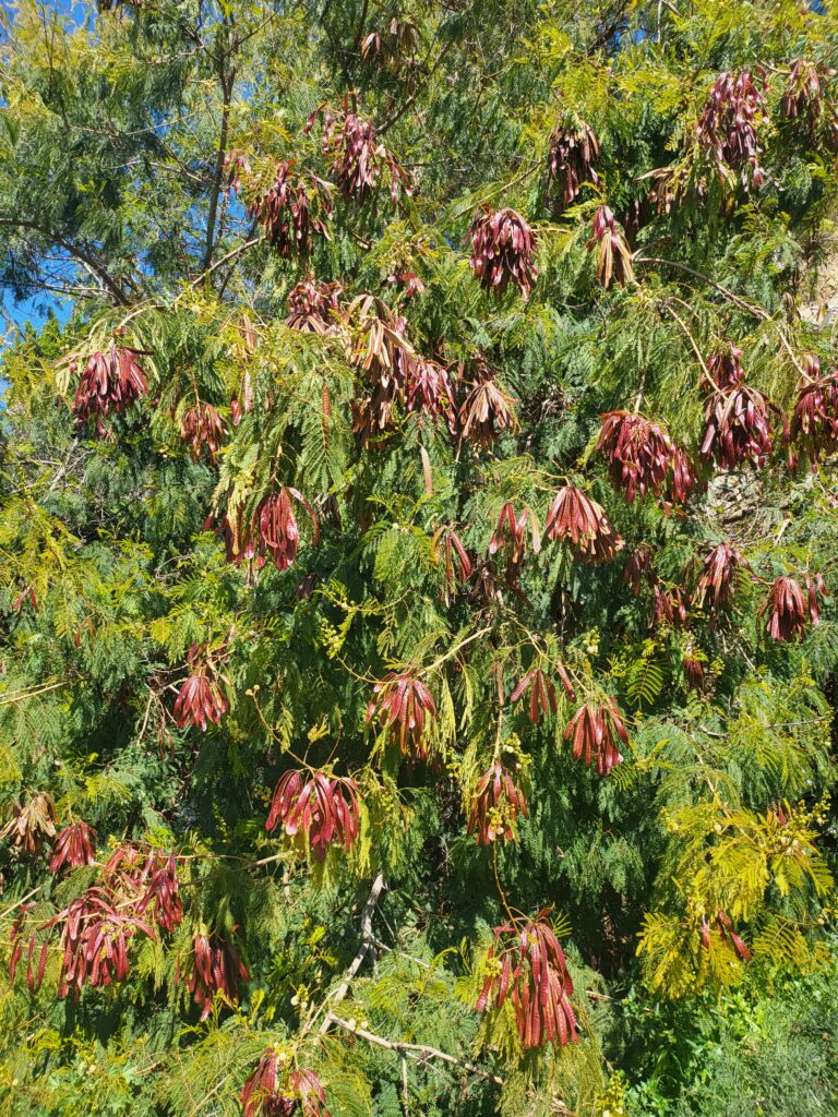 Grüner Busch mit roten Schoten unter blauem Himmel