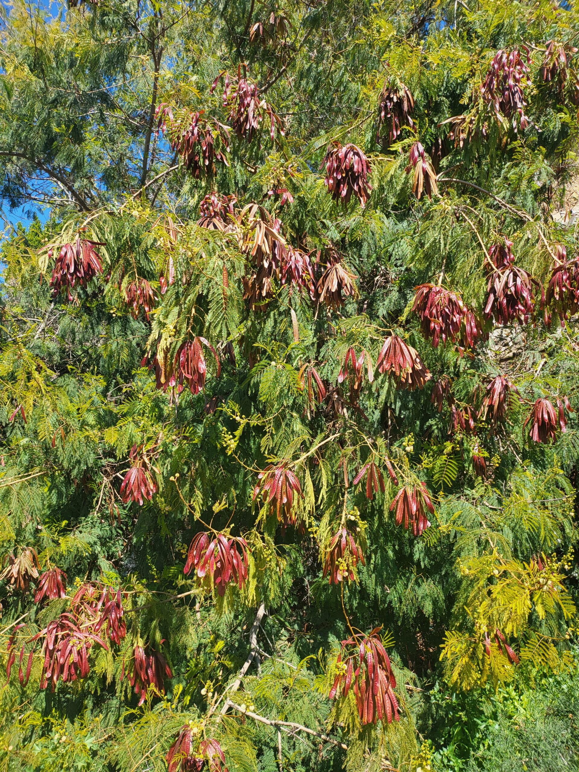 Grüner Busch mit roten Schoten unter blauem Himmel